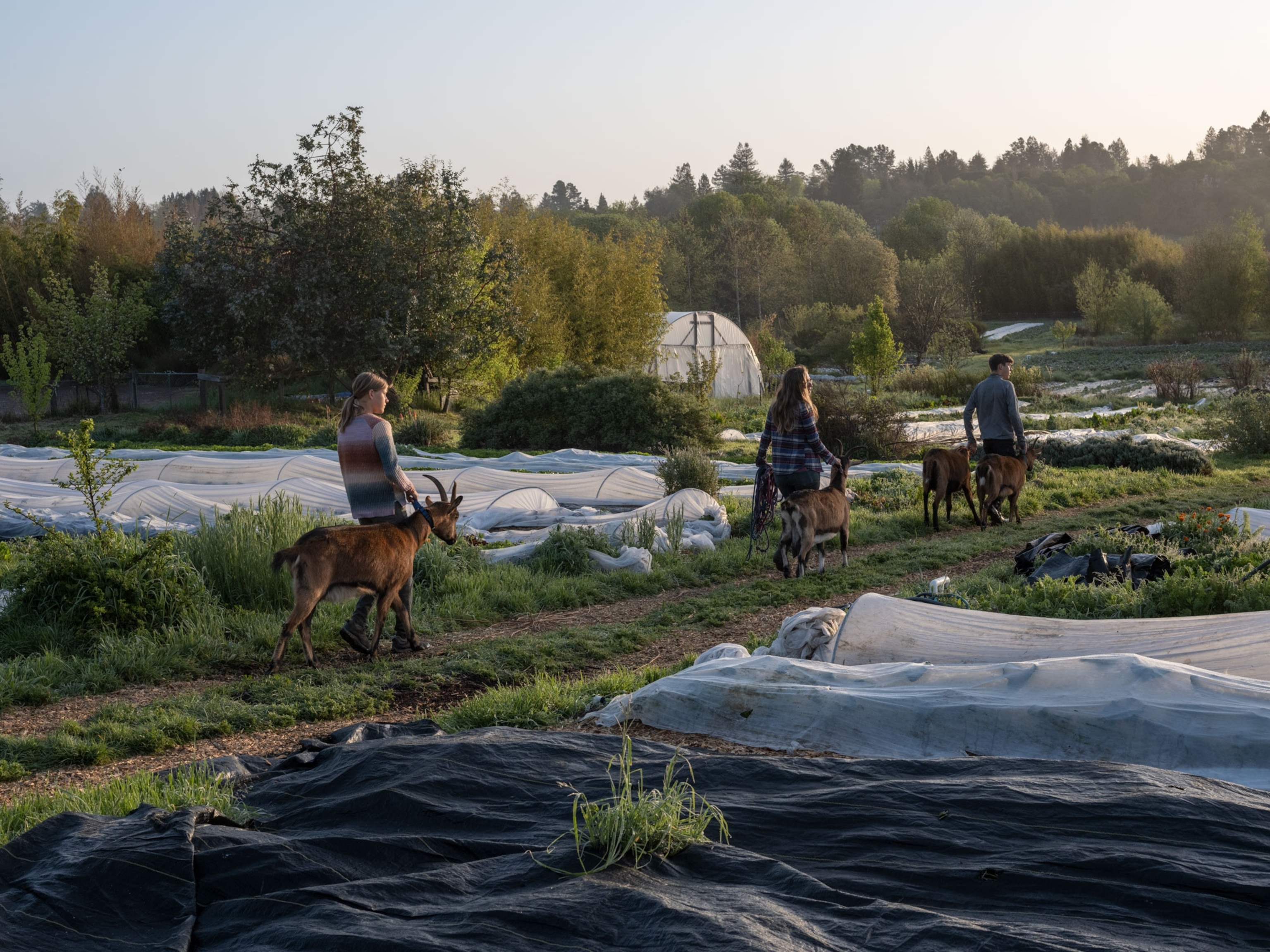 In their chores before school, Lucas and Annalisa Kaiser help their mom take the goats out to graze the lawn (to avoid mowing).