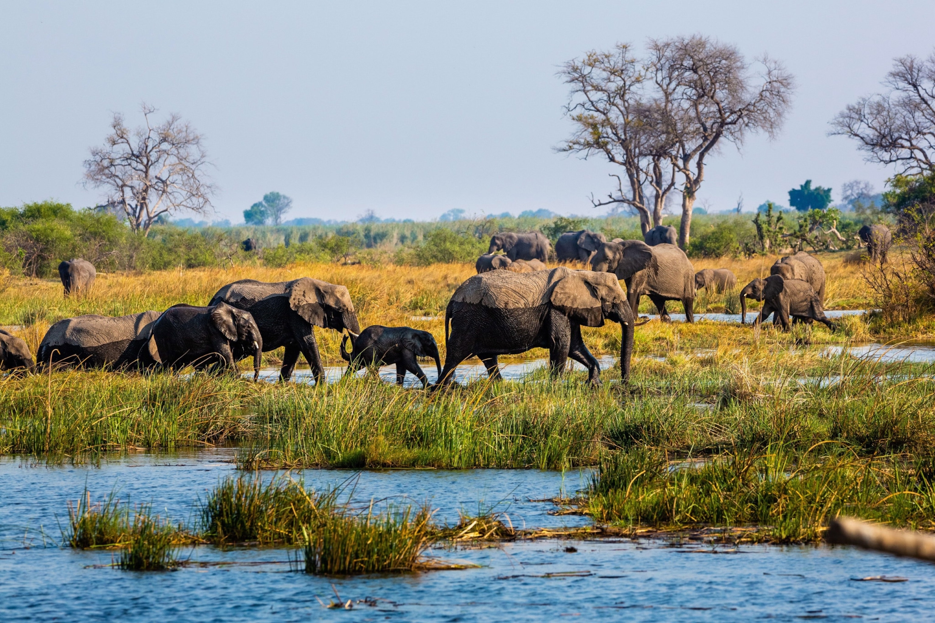 Elephants walk around Mudumu National park in Namibia