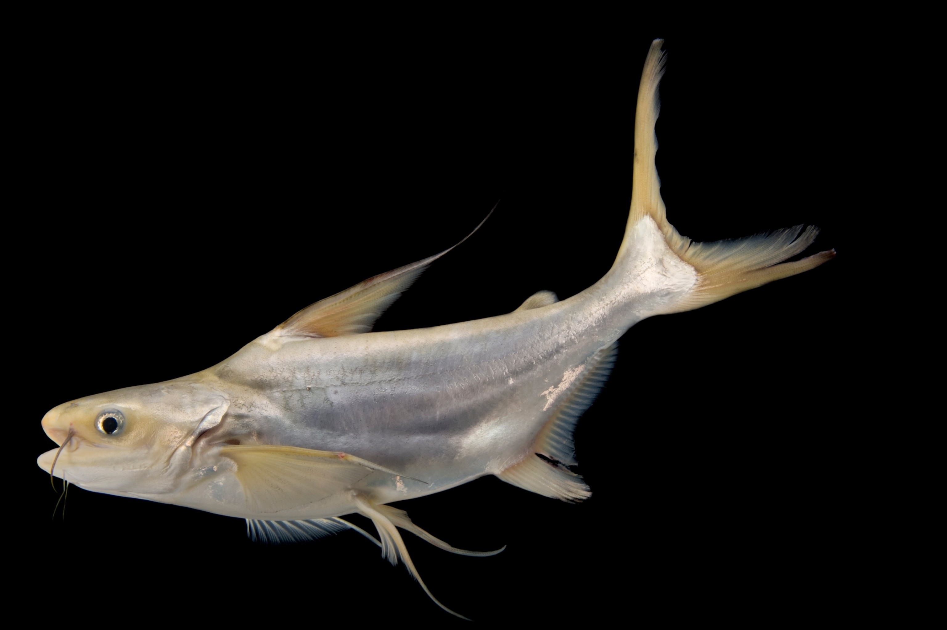 a mekong giant catfish