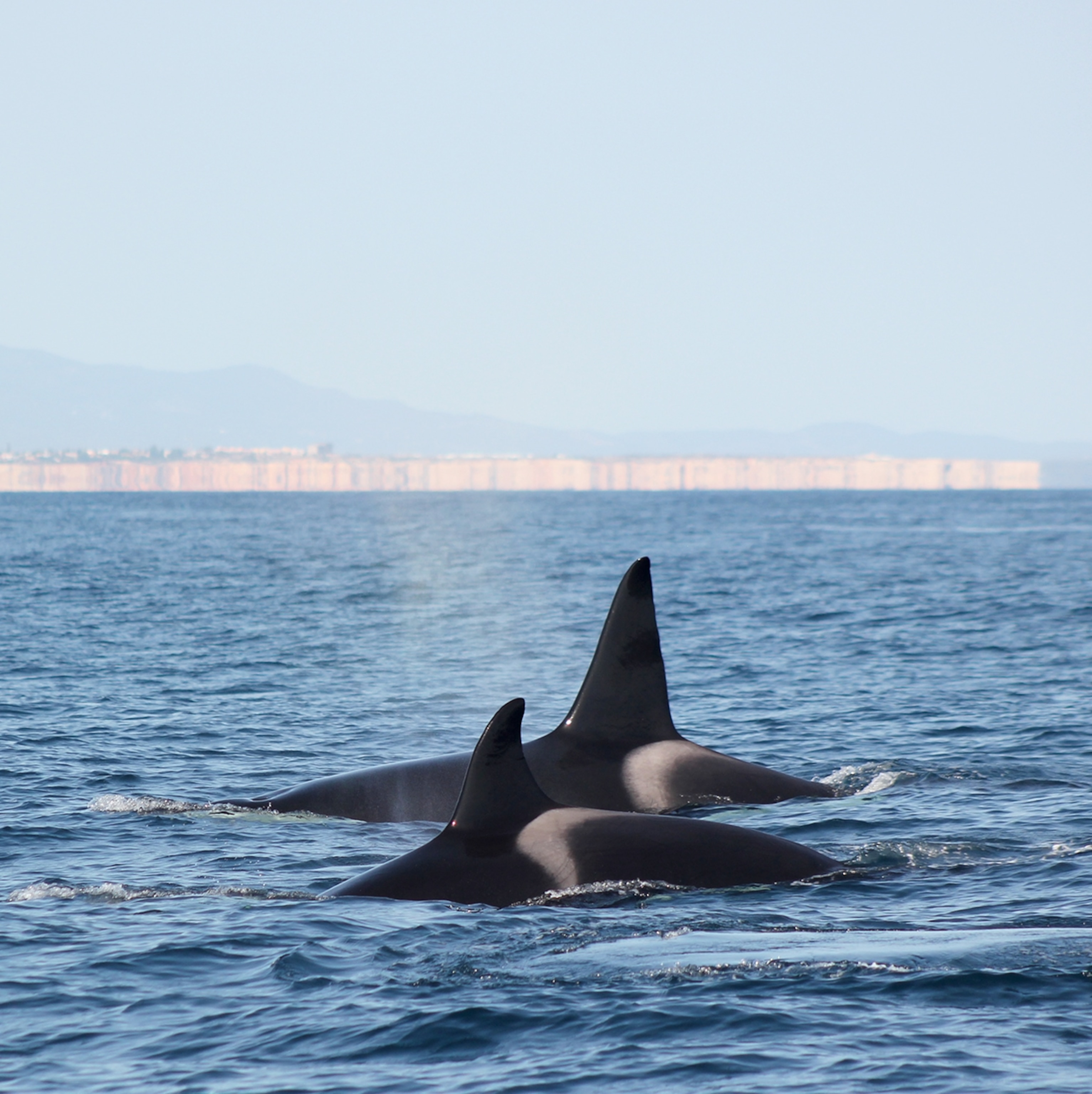 Two orca fins peak above the water.