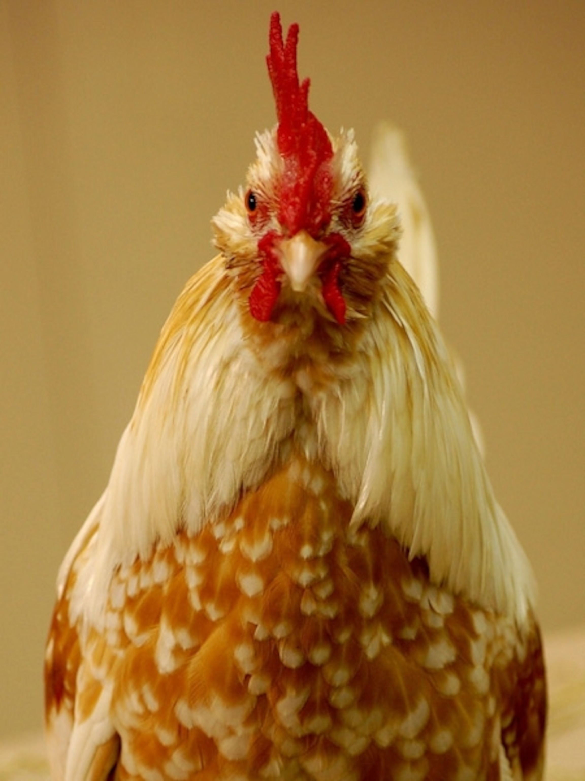 Close-up of a golden rooster