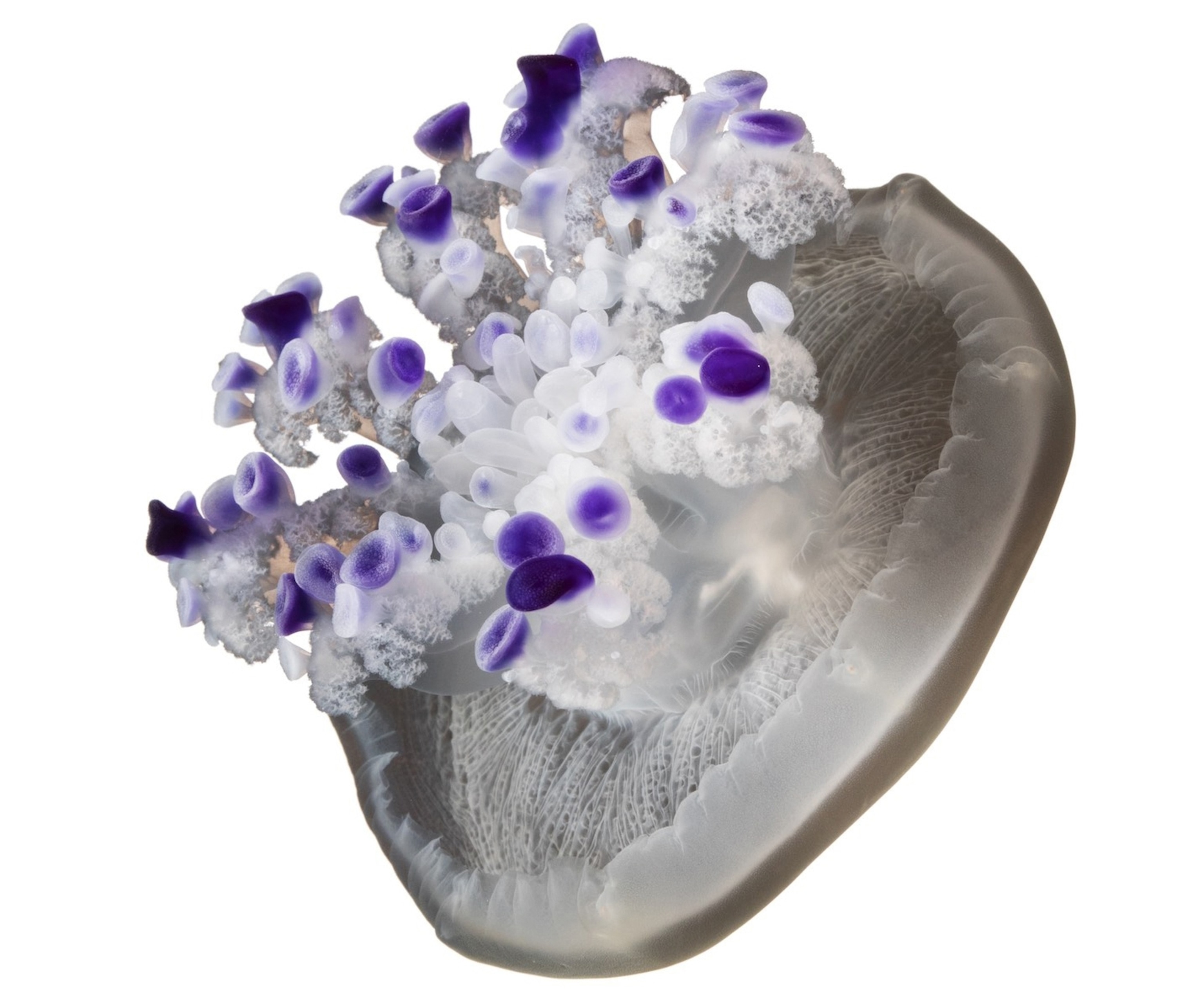 a white and purple jellyfish on a white background
