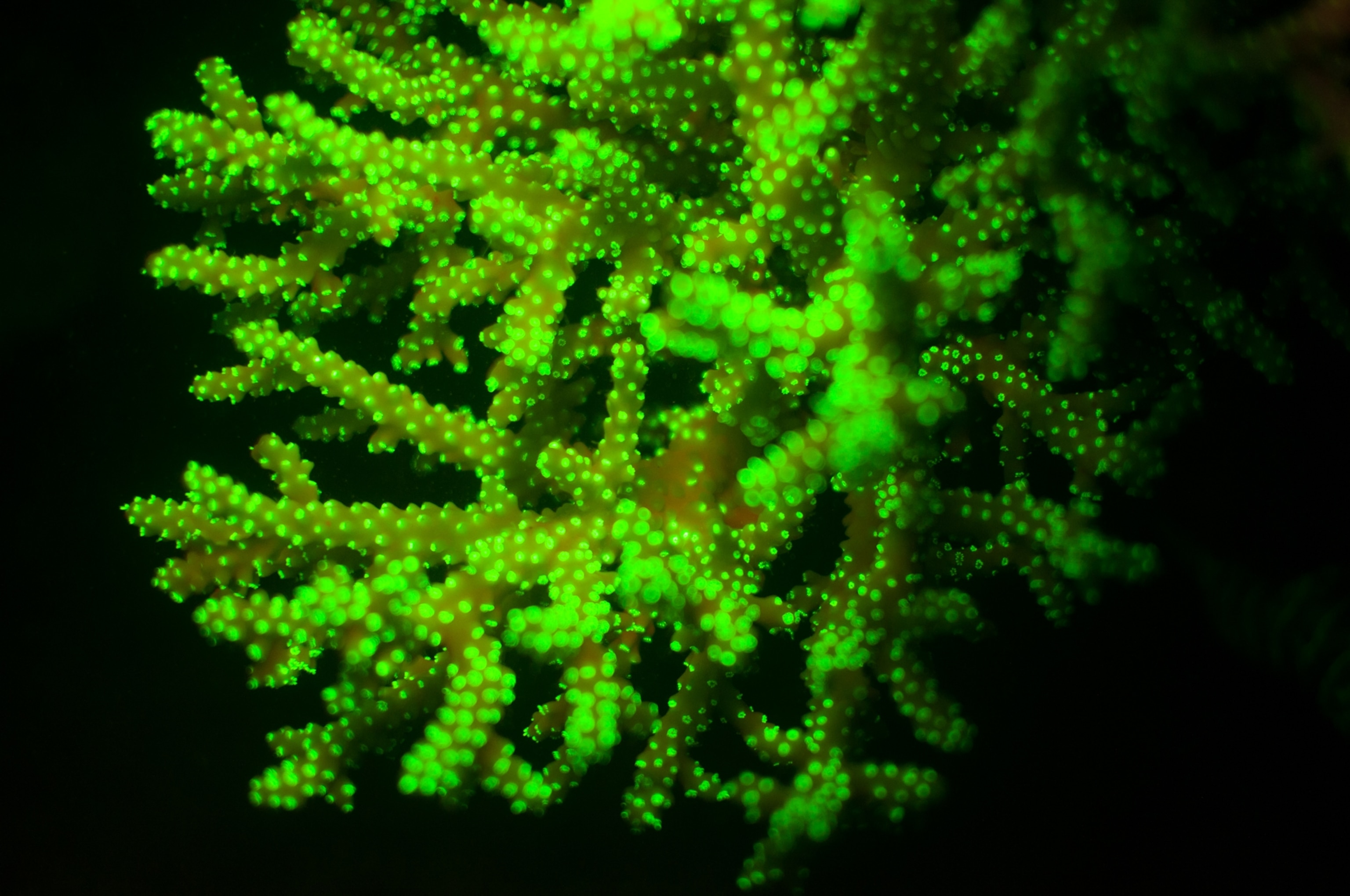 Neon colored coral
