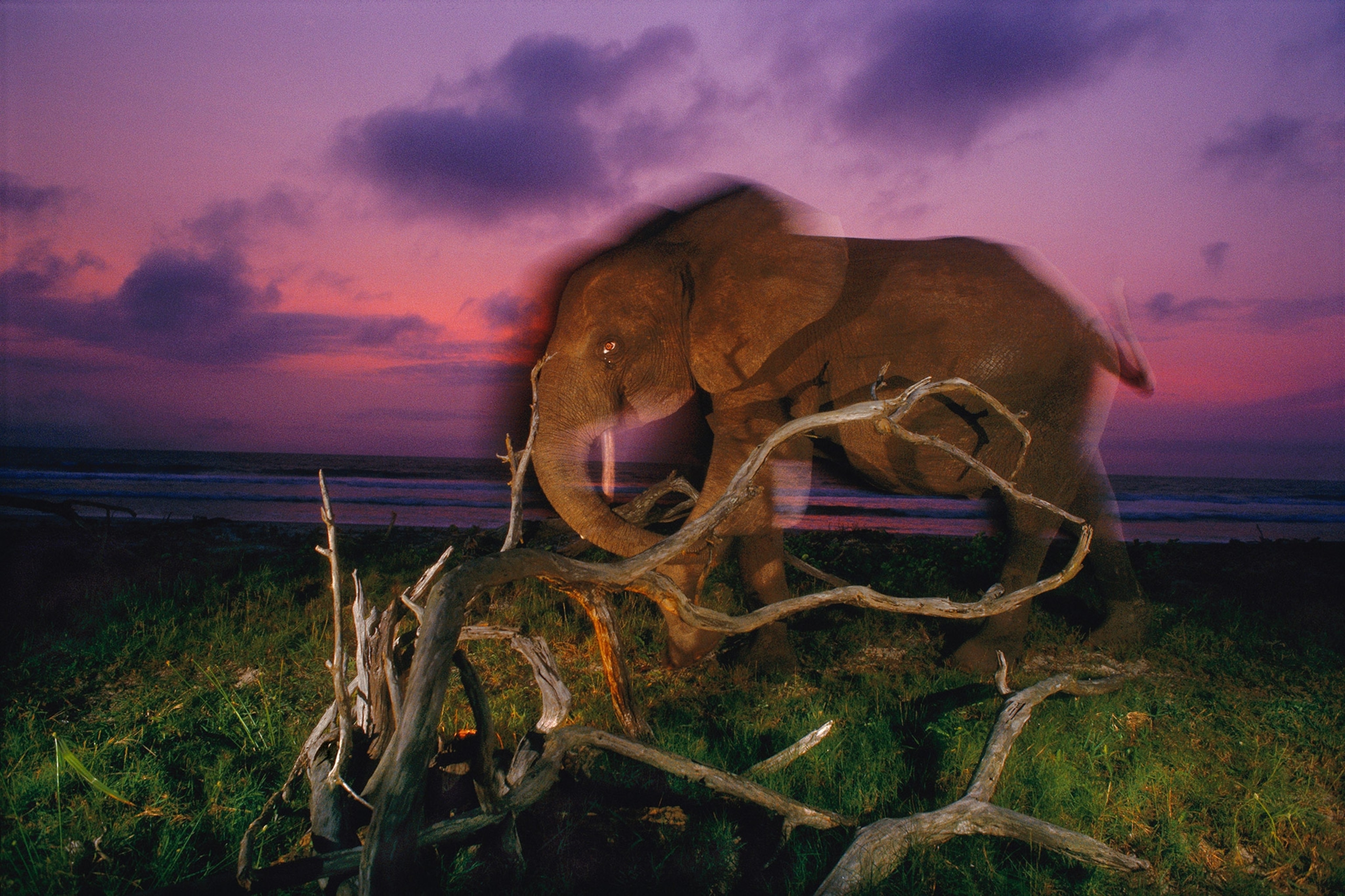 An elephant walks along a grassy shoreline at sunset