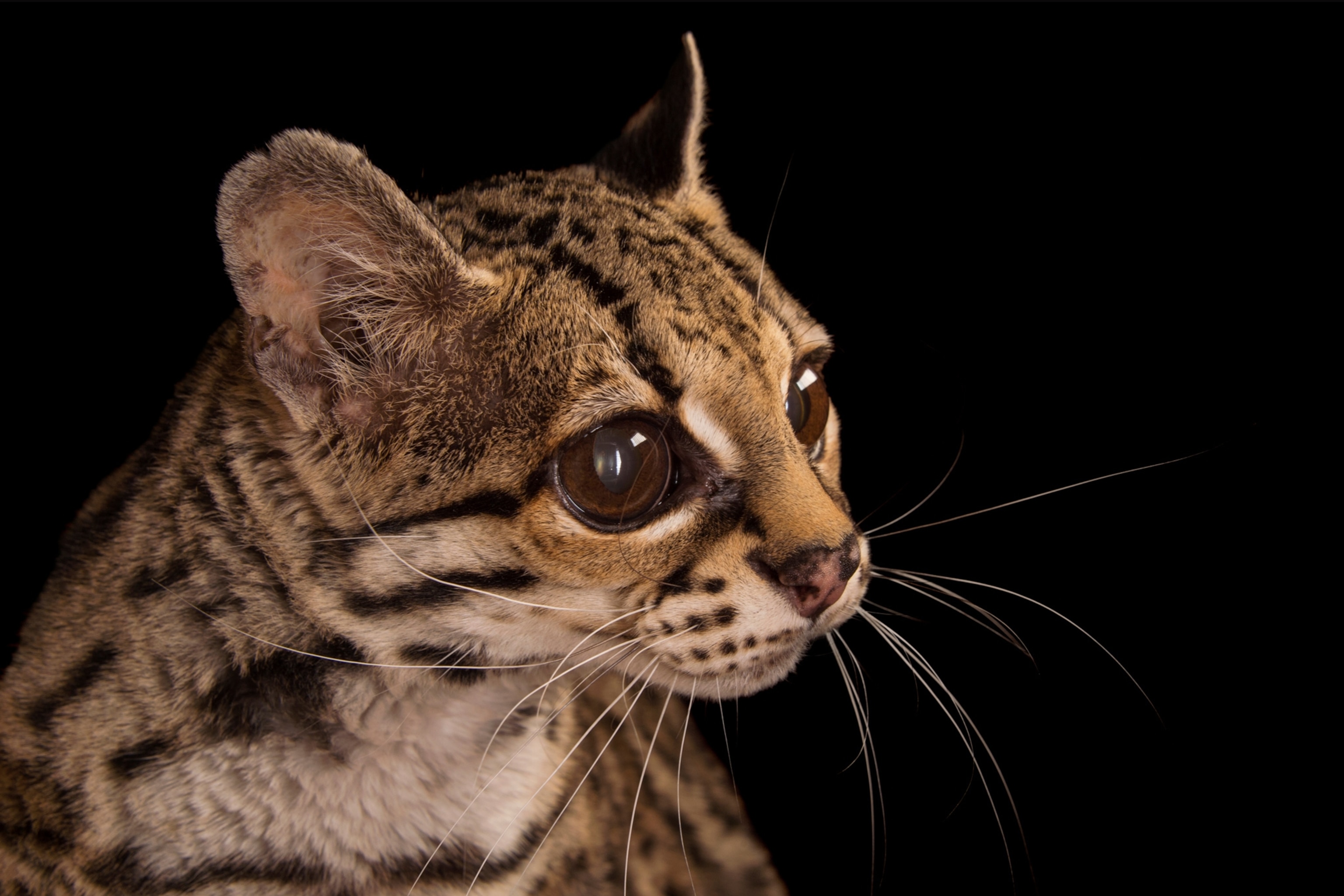 a margay
