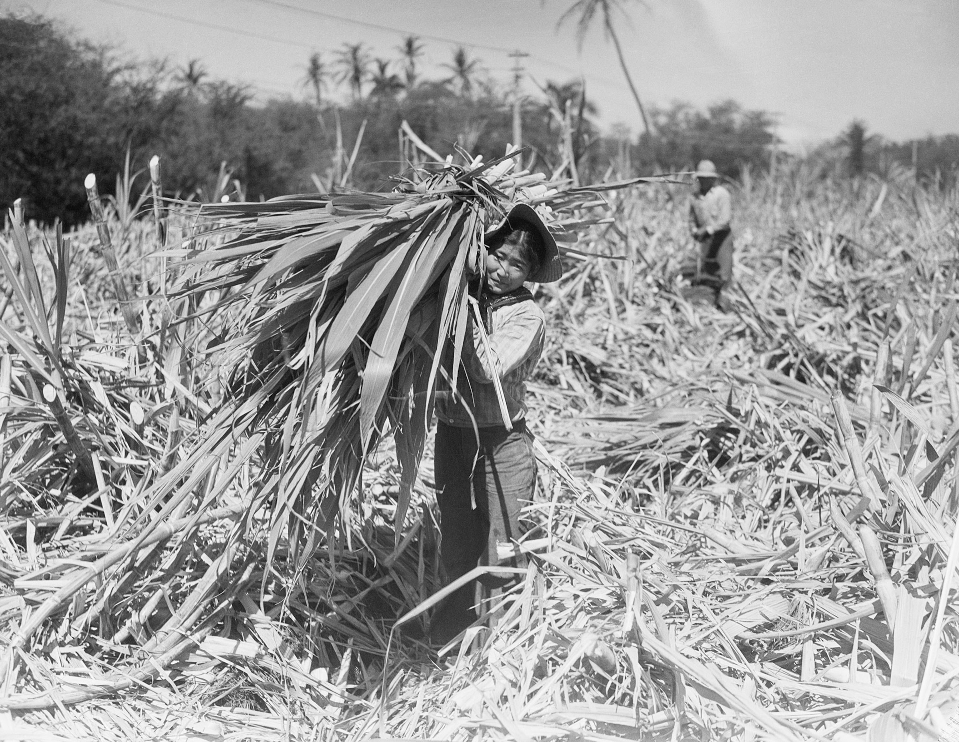 Japanese women carrying a bundle of sugar cane in field at Lahaina, on the Island of Maui, 1932