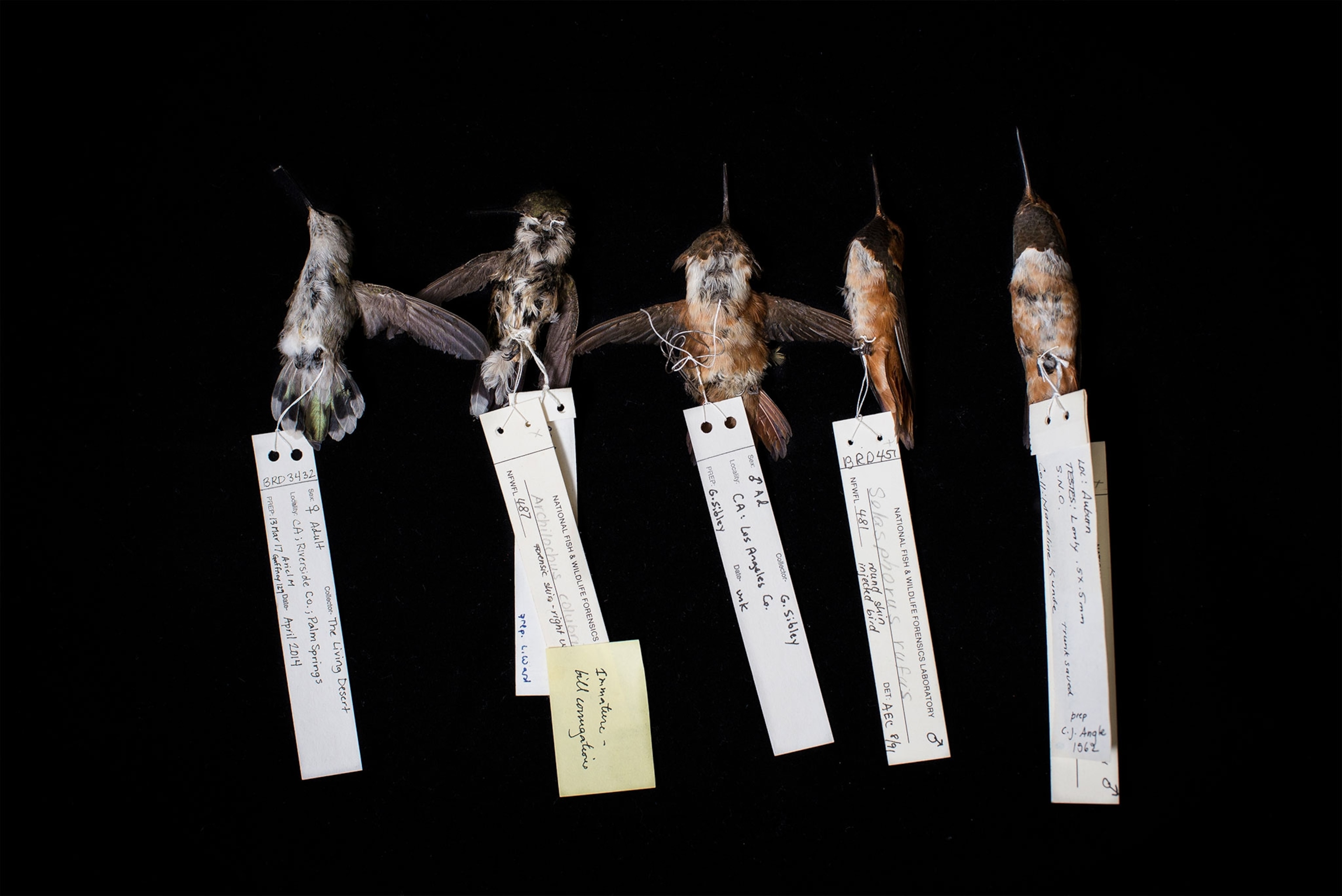 dead hummingbirds