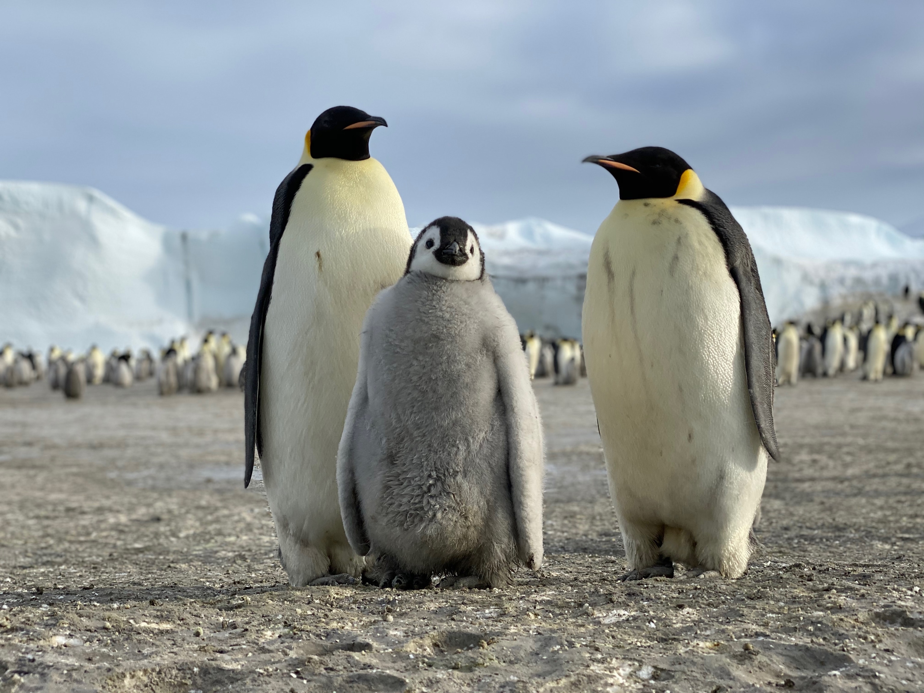 Great light emperor penguin and chick portraits