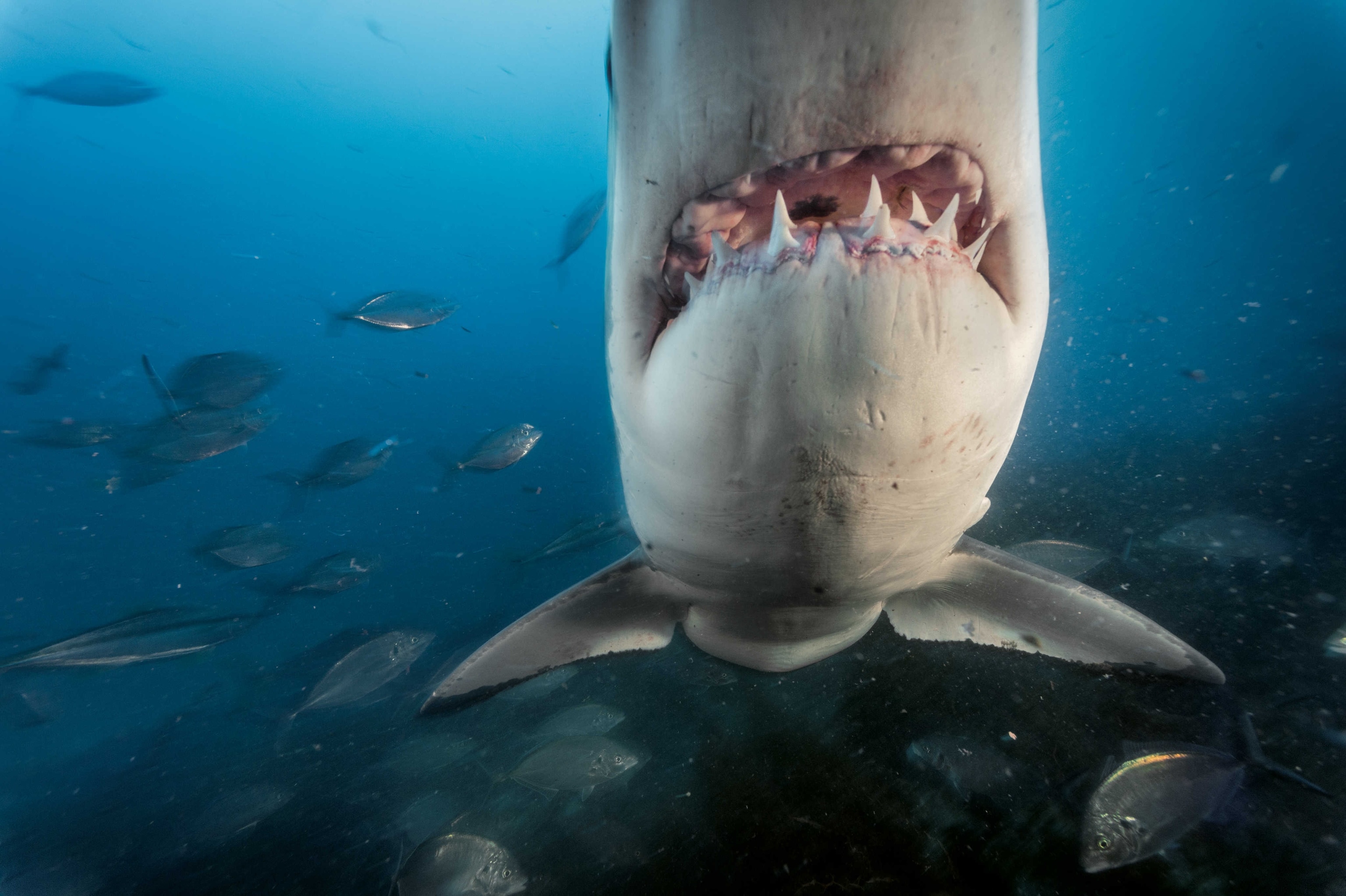 Picture if a great white shark with mouth open and teeth showing
