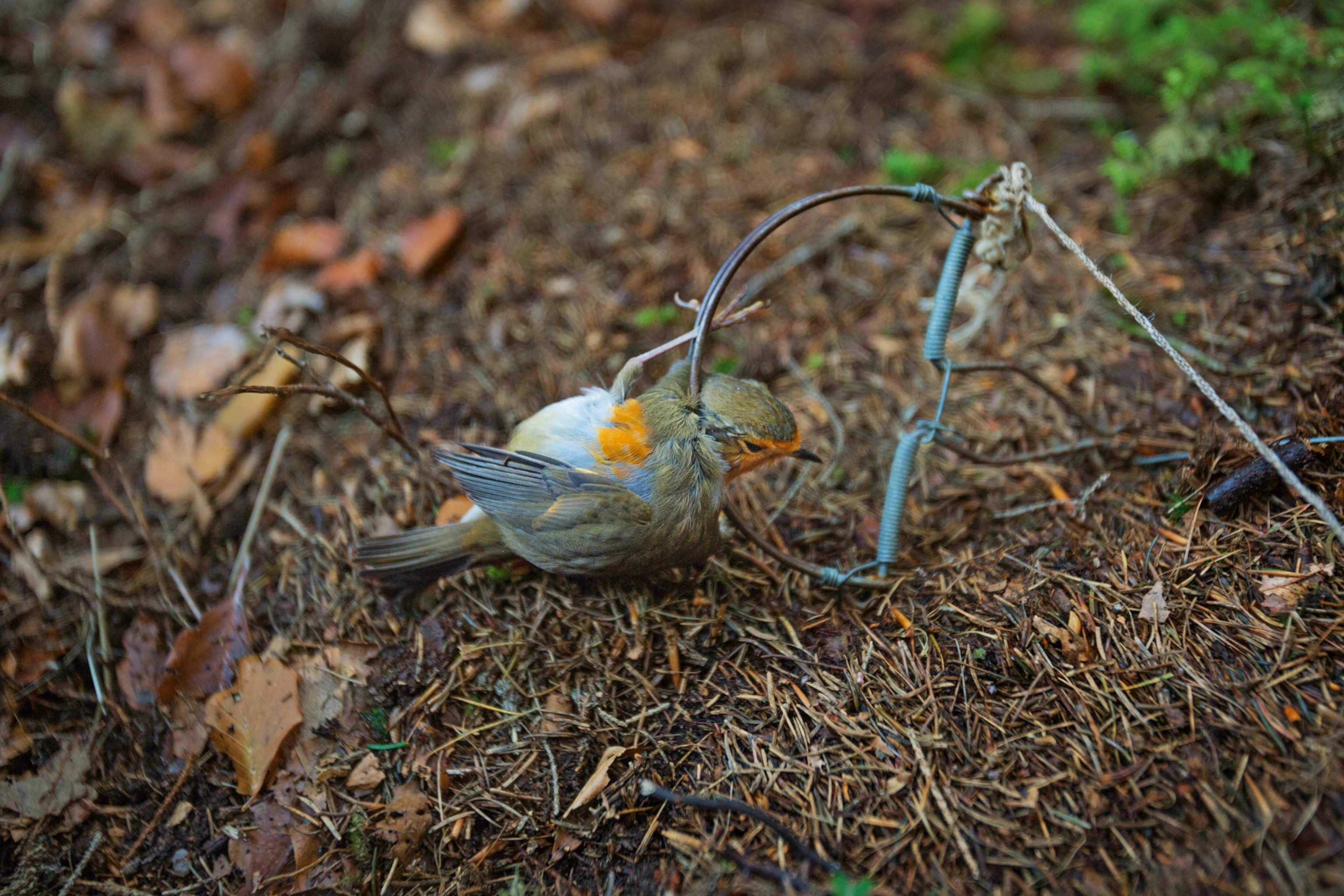 a European robin fatally caught in a metal bird trap