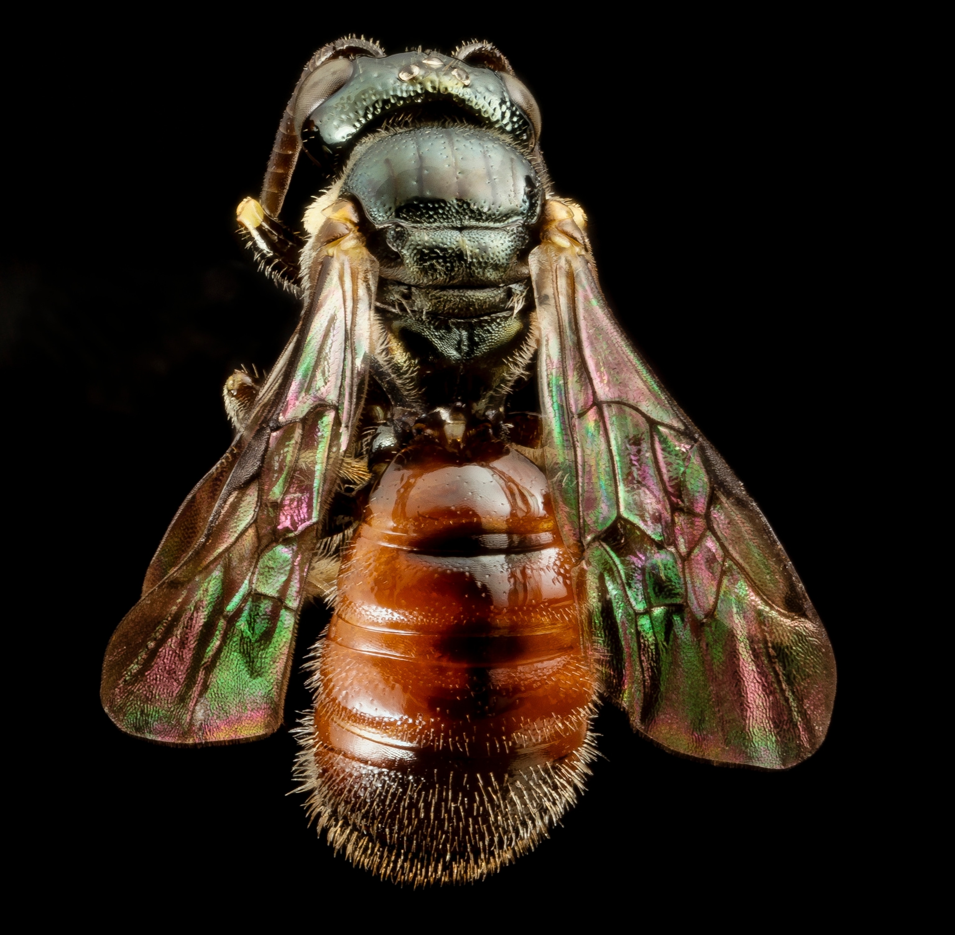 a Ceratina tricolor bee
