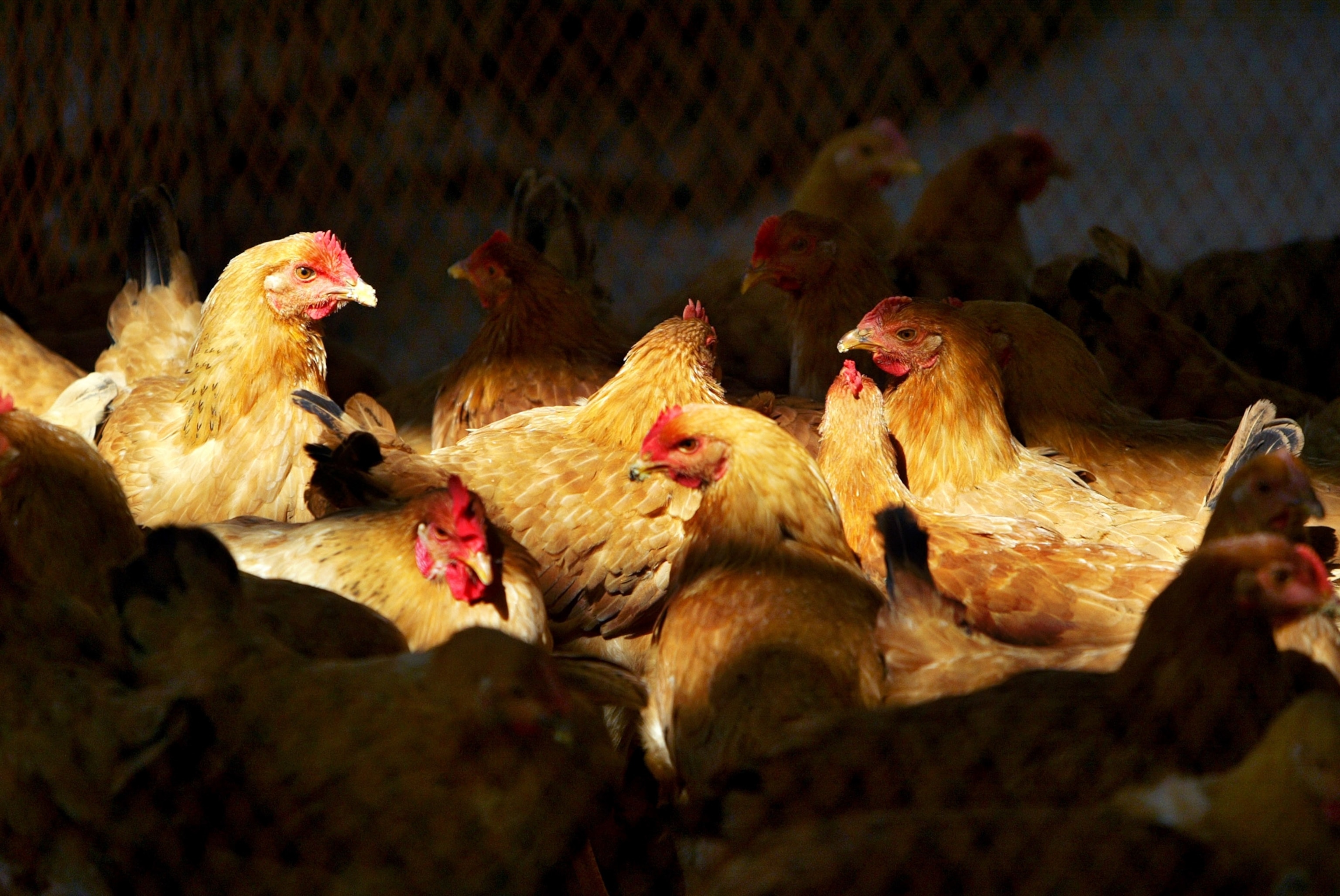 Chickens stand together some highlighted by light others in the shadows.