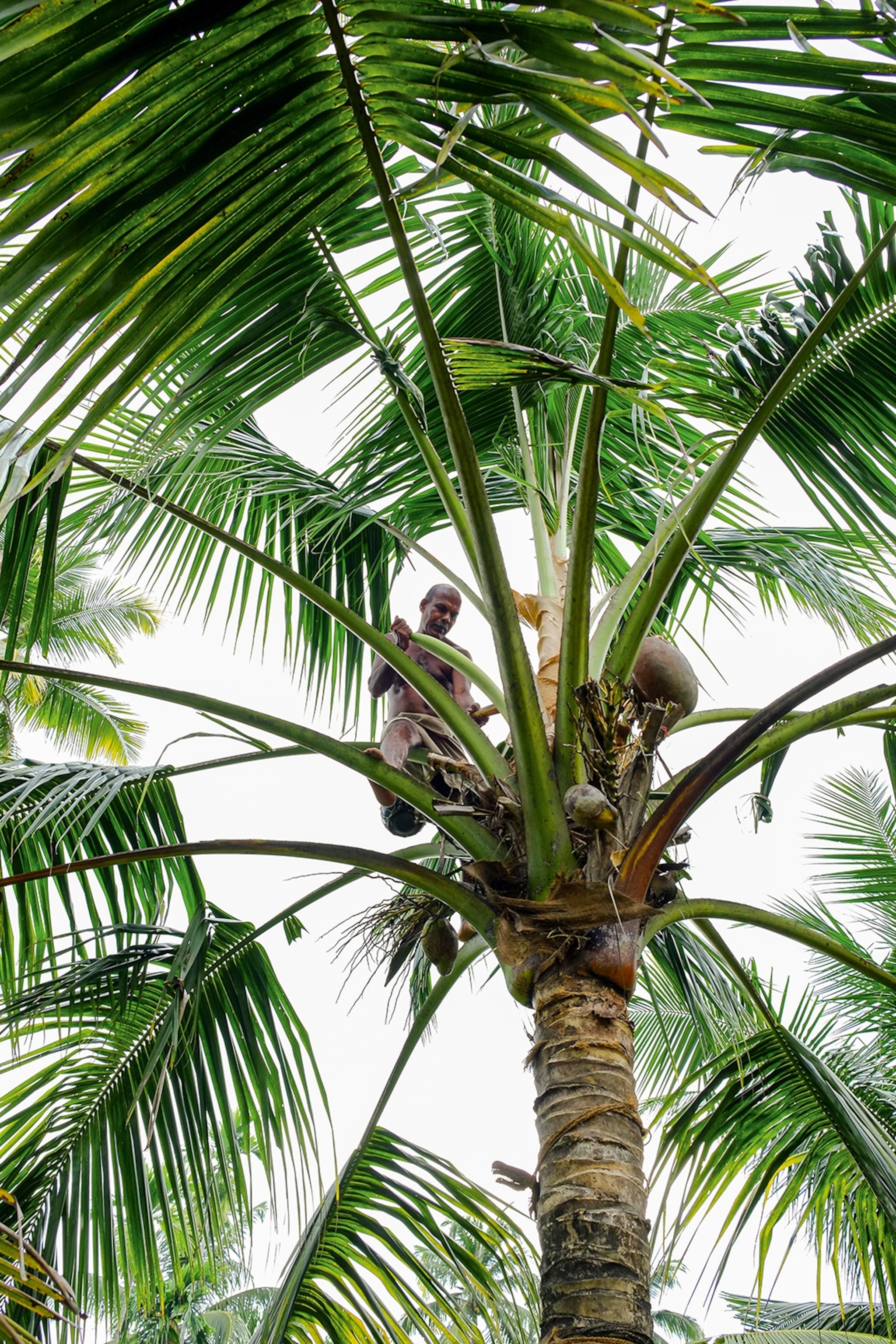 A man photographed from below, cutting coconuts from a coconut palm tree.