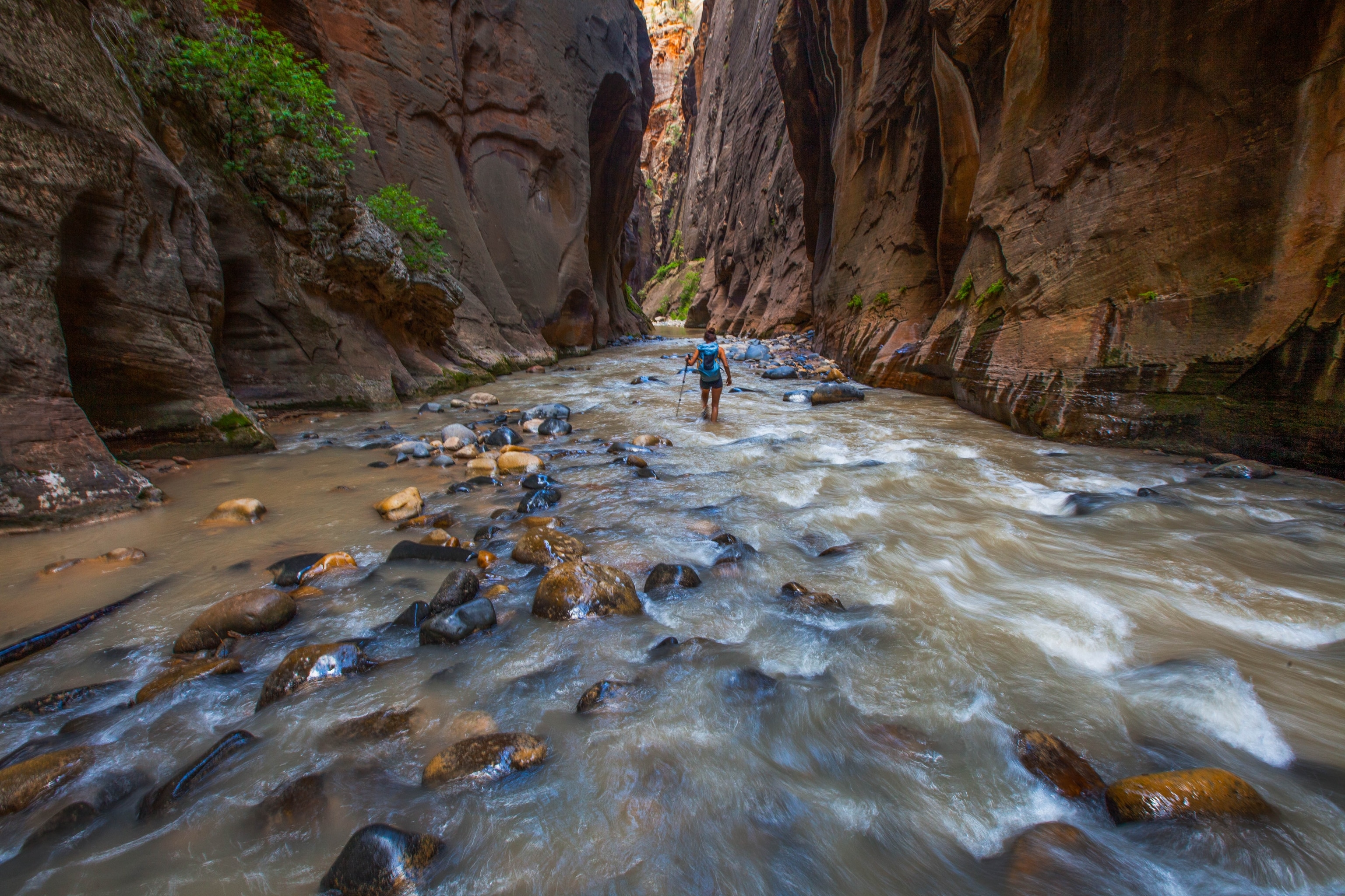 A young woman hikes through the moving water along the bottom of the famous Zion canyon called Zion Narrows.