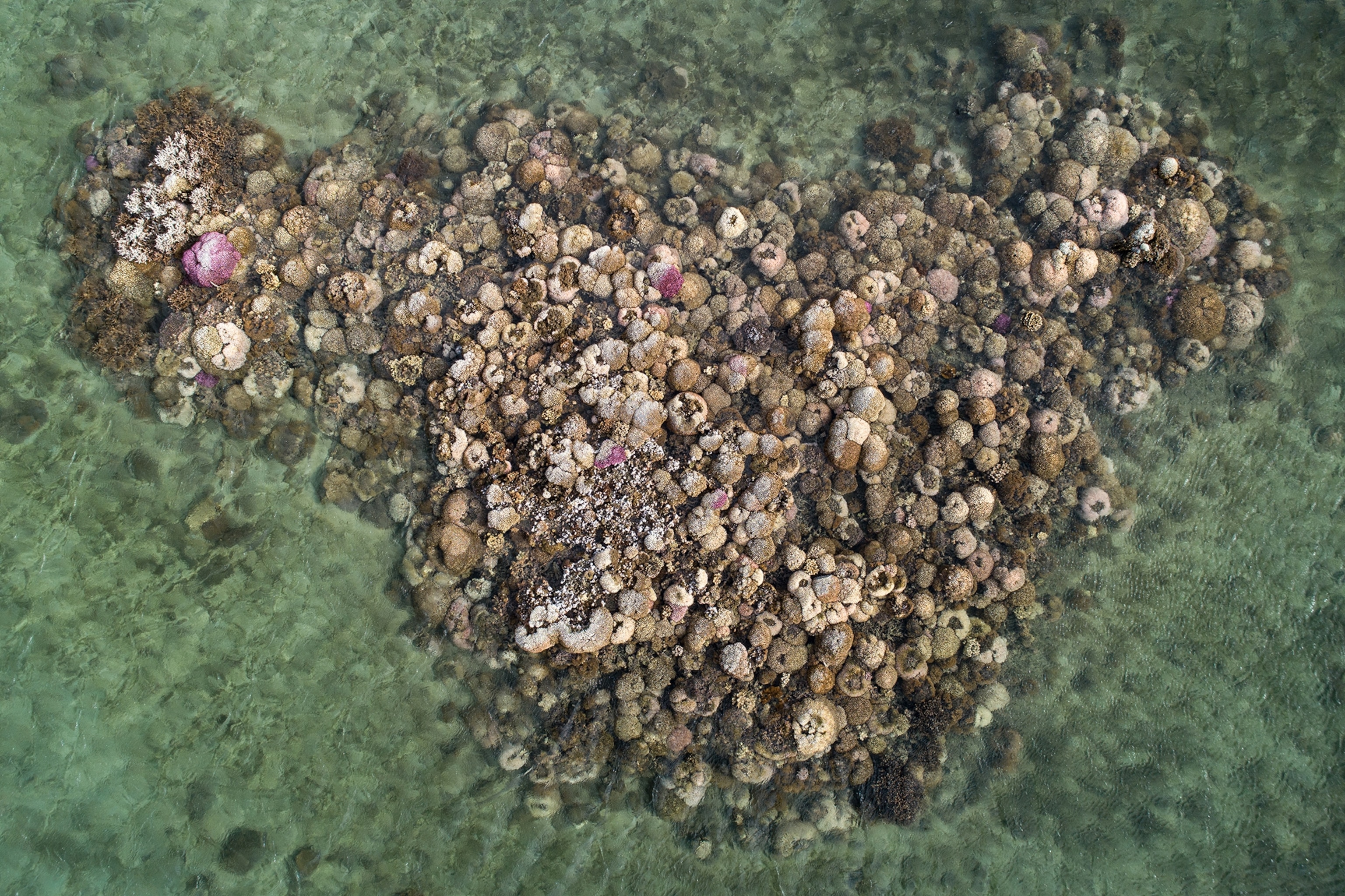 An aerial view of coral with visible white spots undergoing a second wave of bleaching stress.
