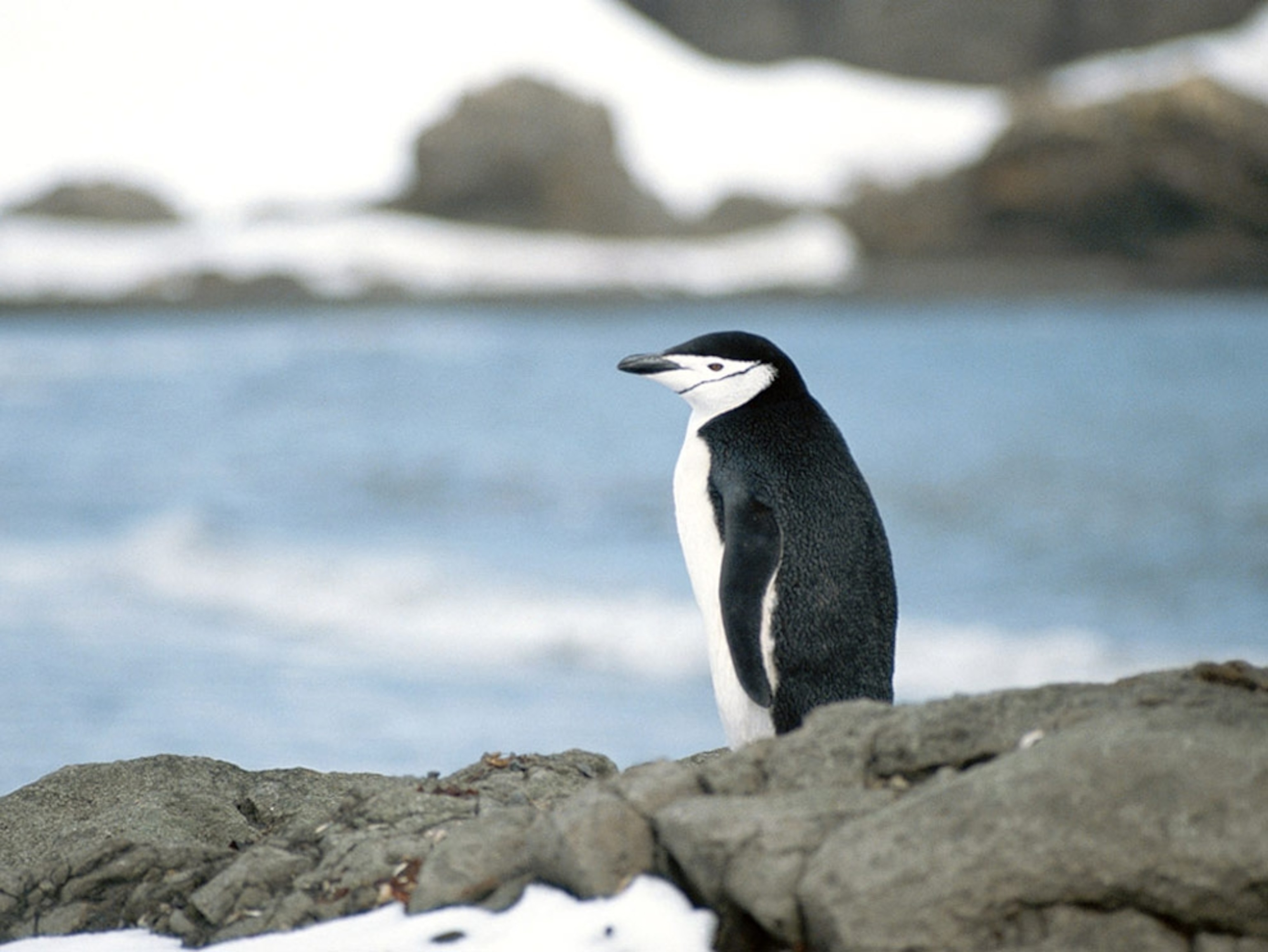 Chinstrap penguin