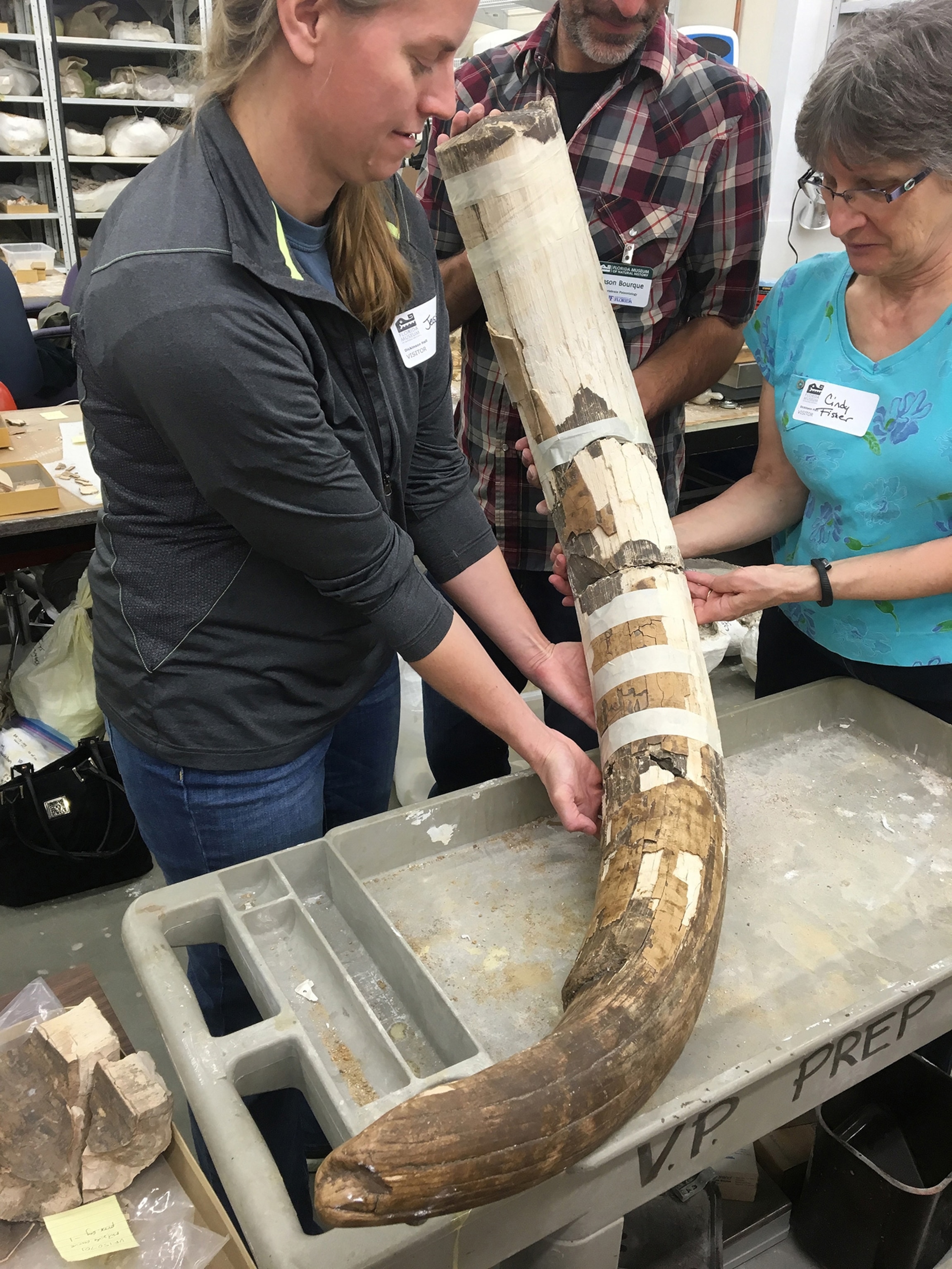 mastodon tusk