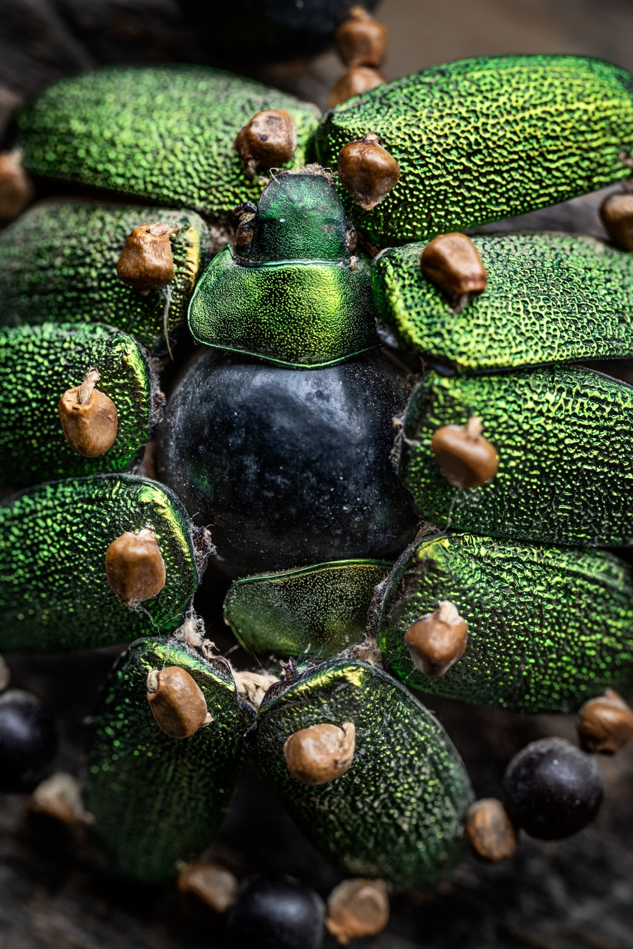 Green beetle parts made into jewelry fastened by brown beads and twill.