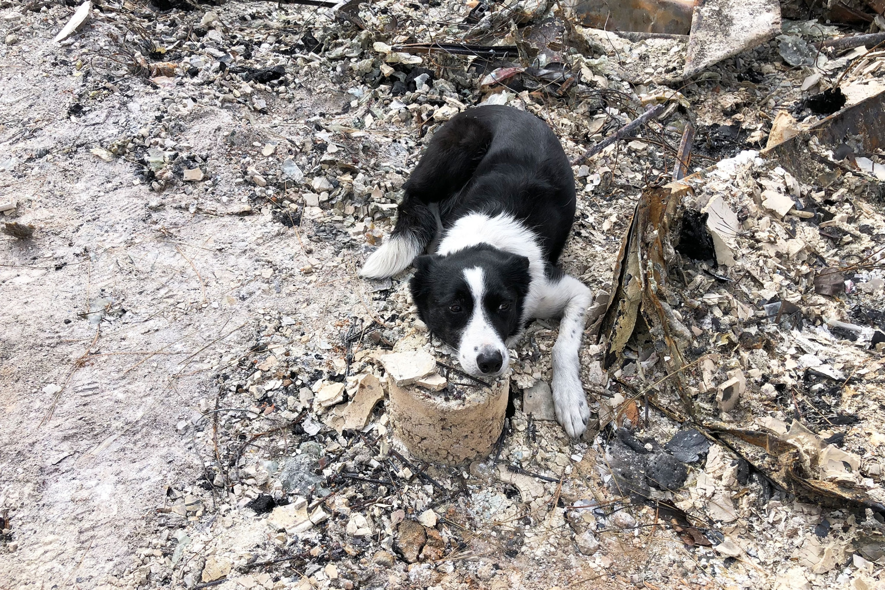 Piper a sniffer dog searching for cremains
