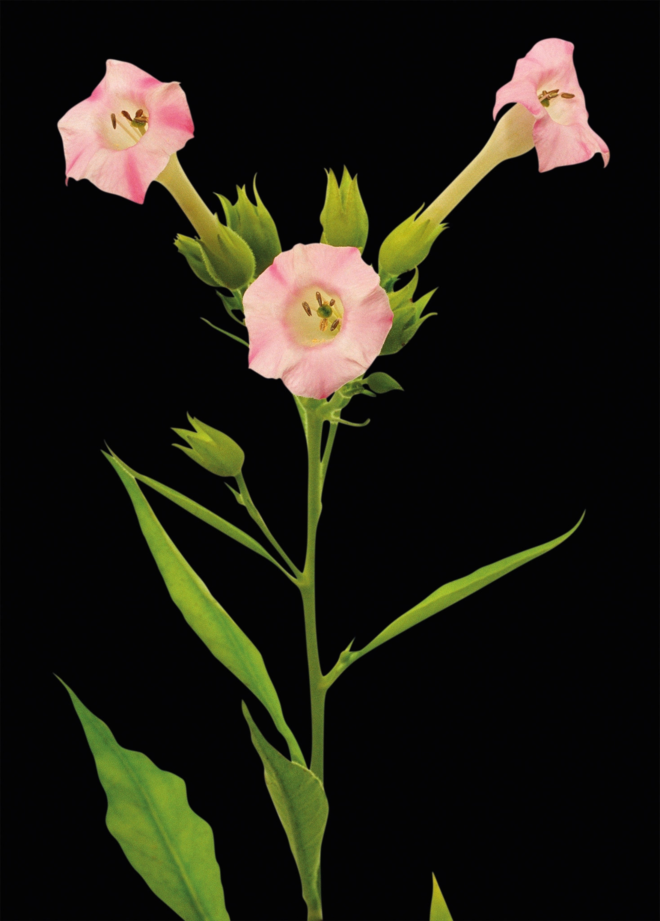 A tobacco plant with pink flowers