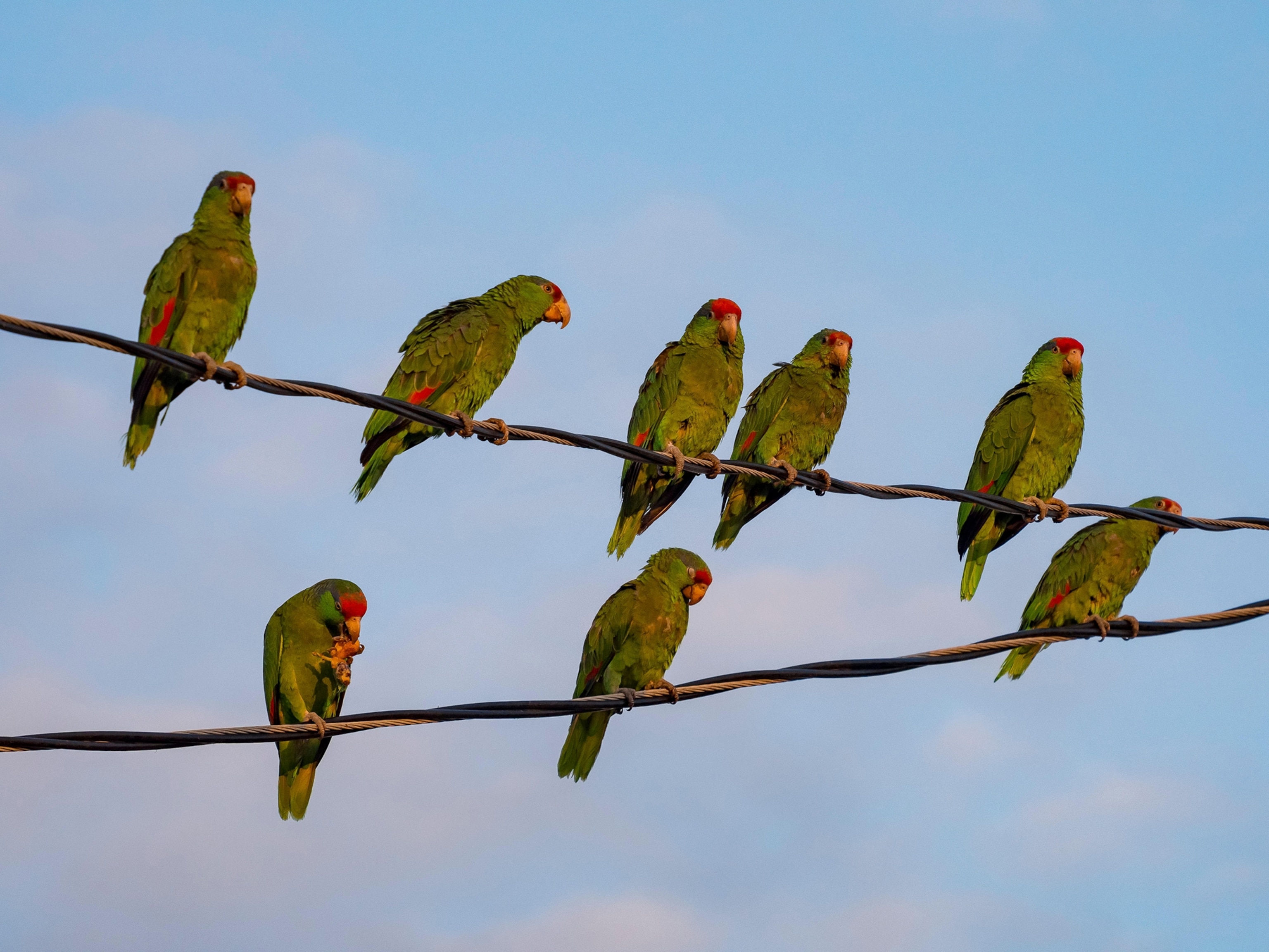 Birds stand on power line one eating.
