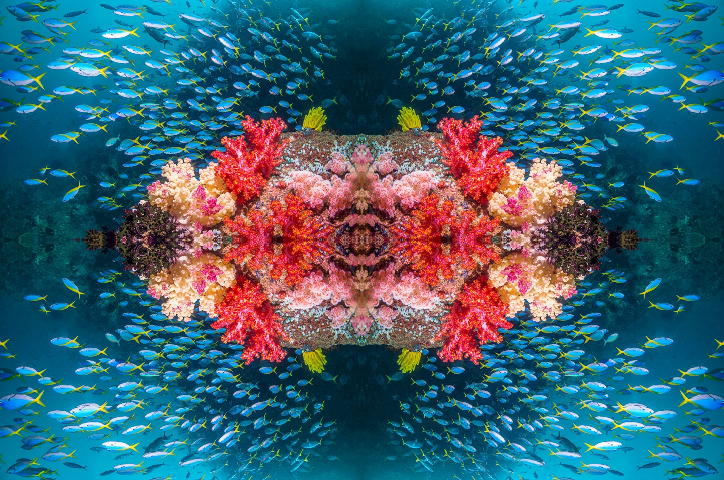Kaleidoscopic image of Coral reef scenery with soft corals in red and pink, and a school of Yellowback fish.