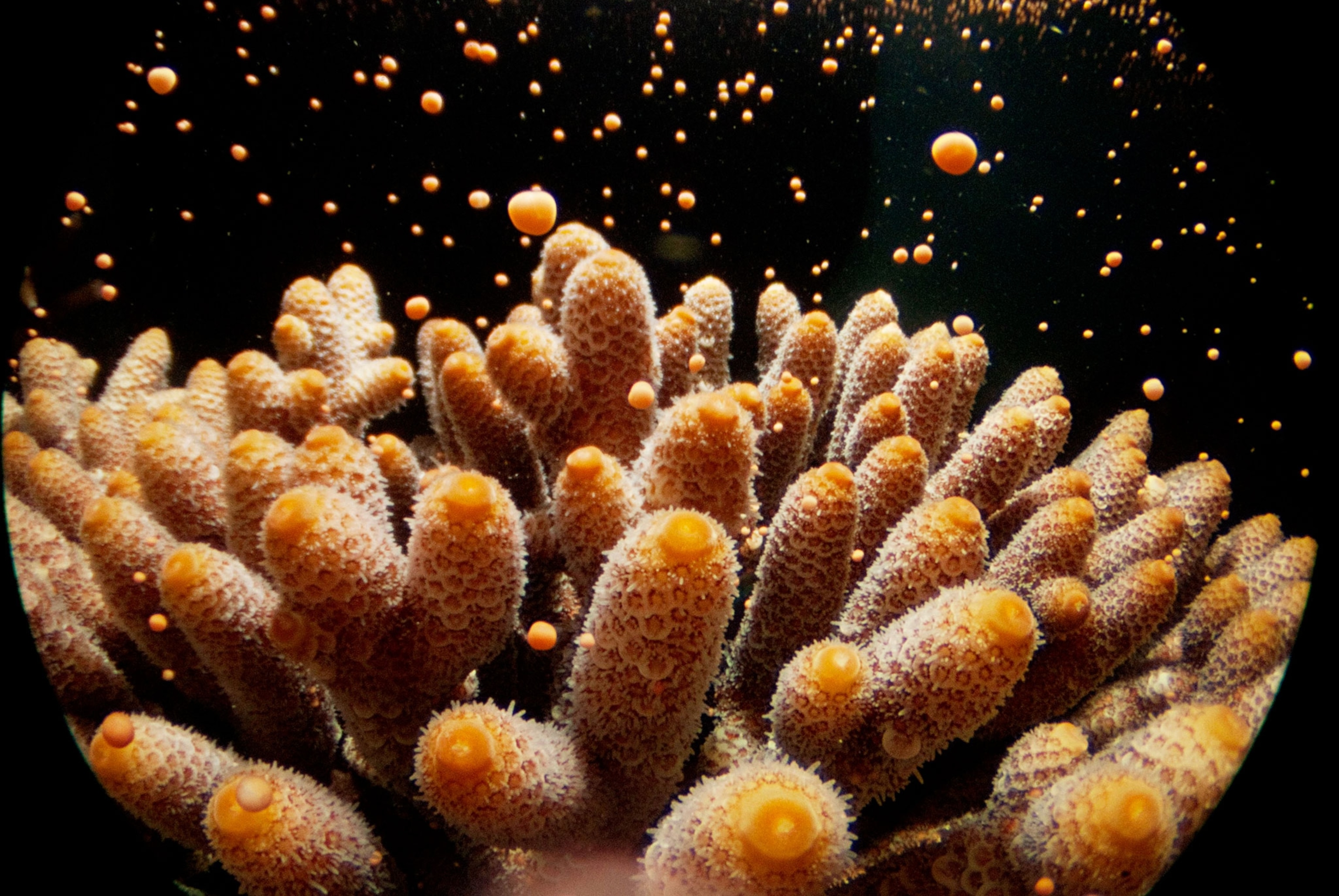 microscopic egg and sperm bundles released into the sea at night