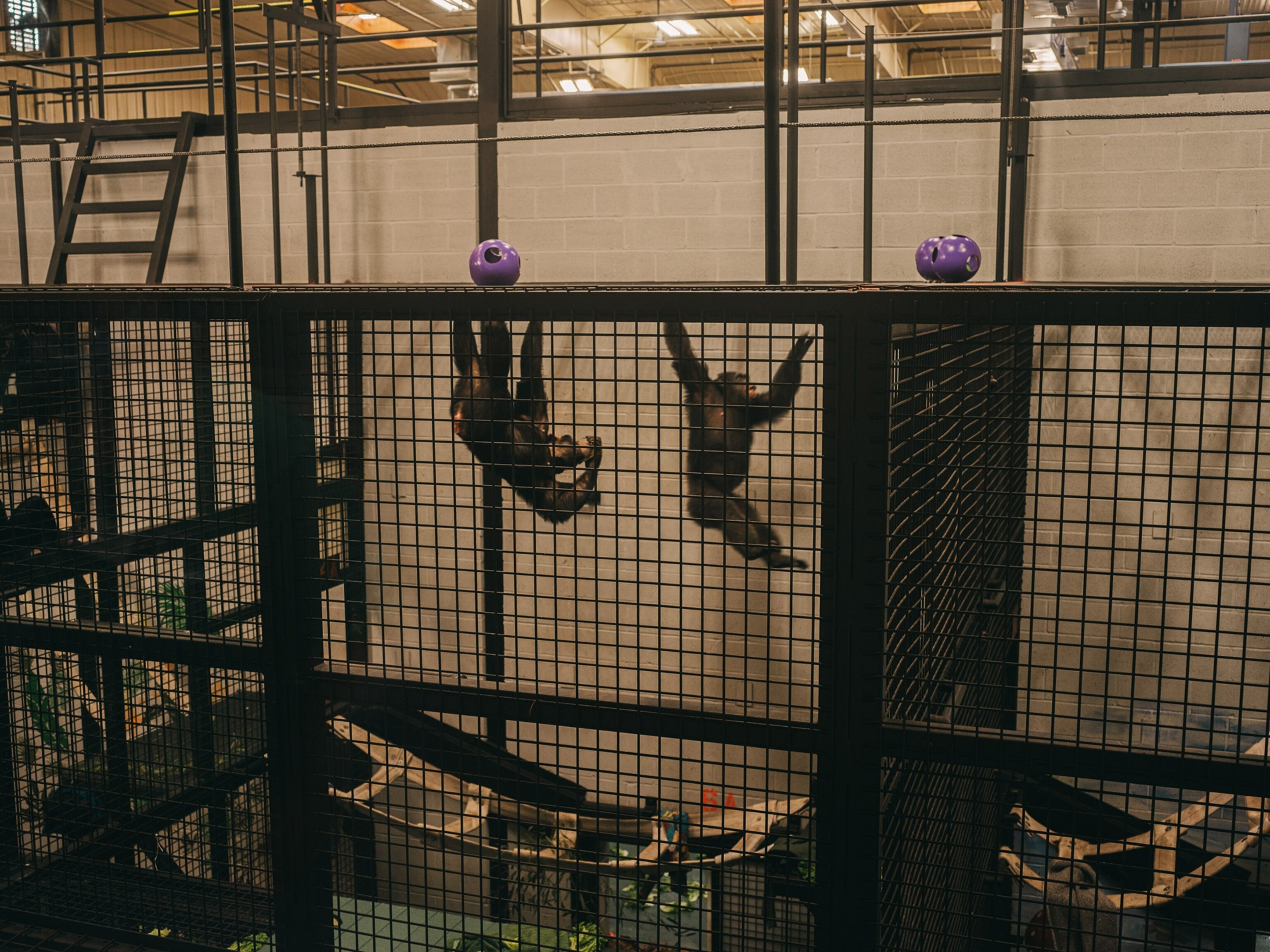 chimpanzees entering their housing area to play with enrichment toys at project chimp