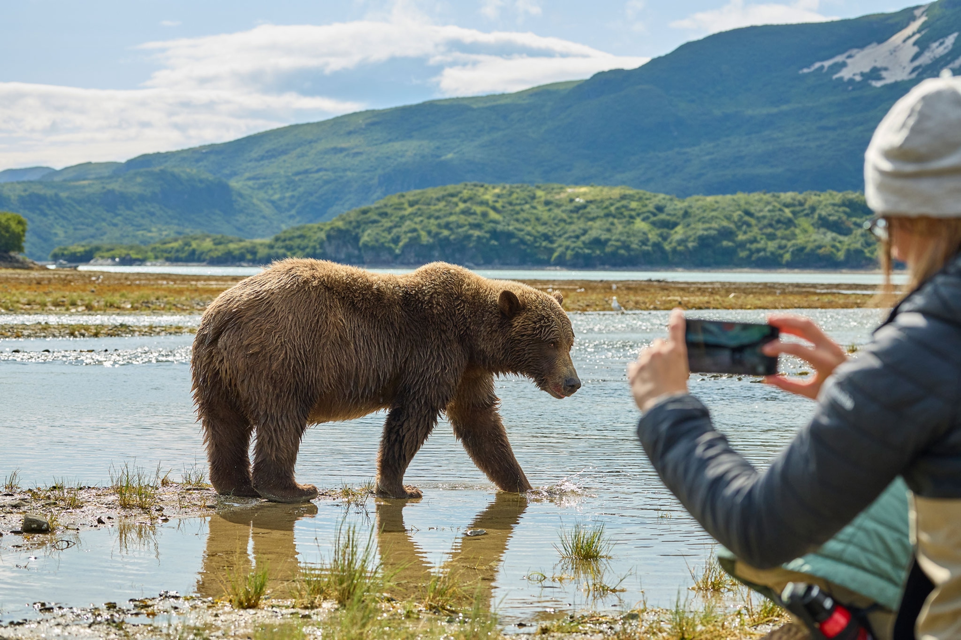 A woman takes a picture of a brown bear standing in a lake with her phone. Green trees cover a mountain in the background under a blue sky with white clouds.
