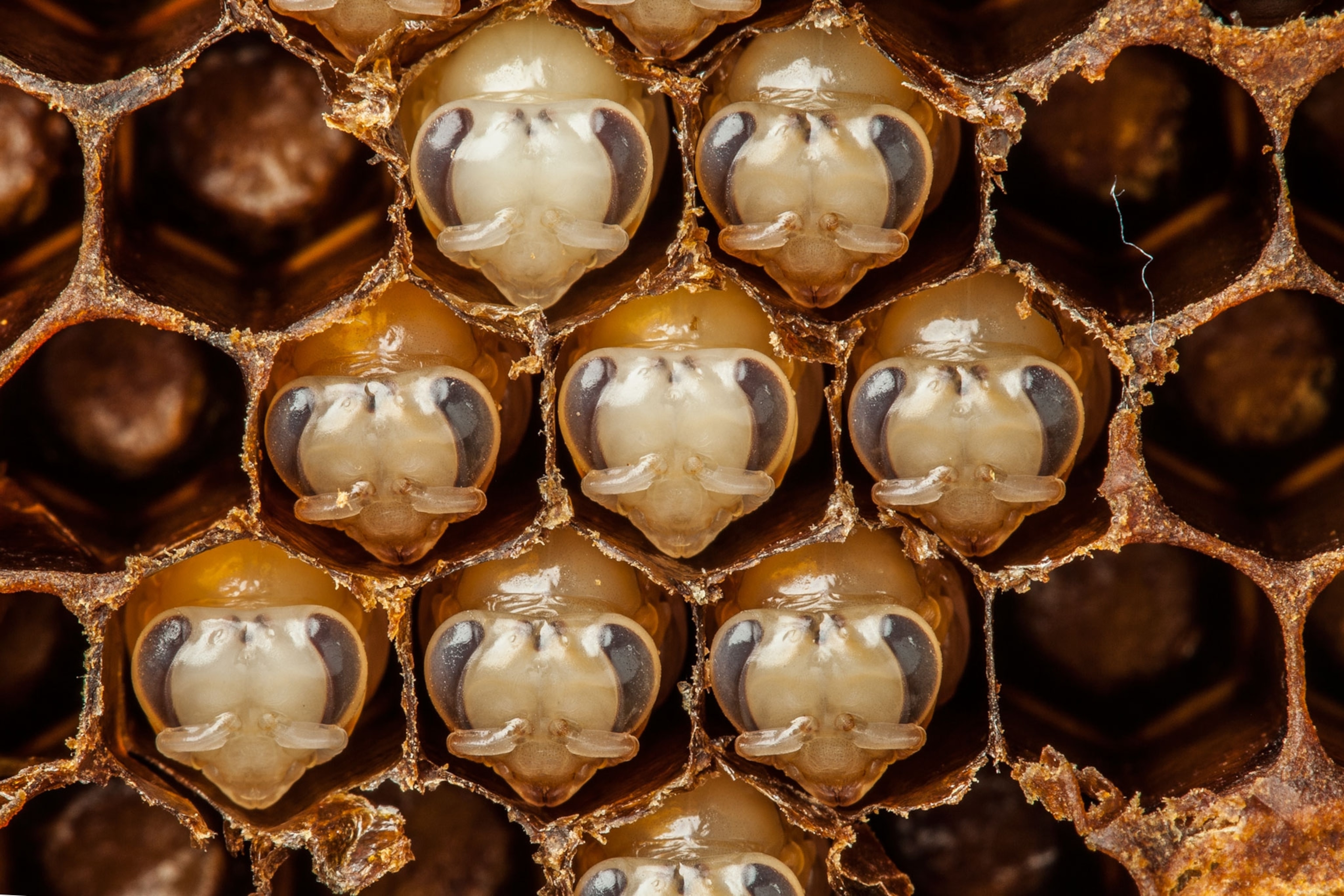 pupae developing into adult honeybees
