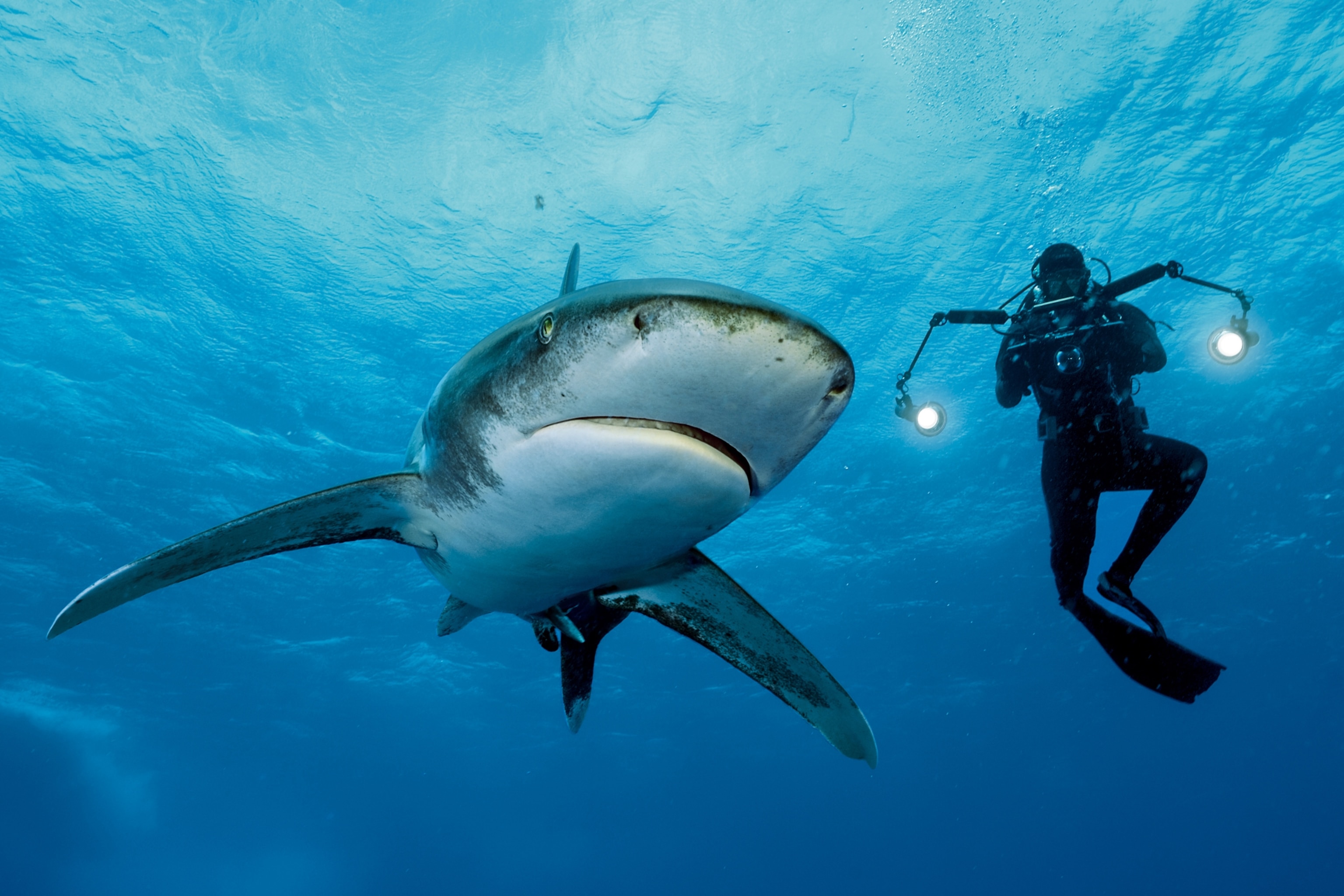 filmmaker Joe Romiero getting close-up of whitetip off Cat Island, Bahamas
