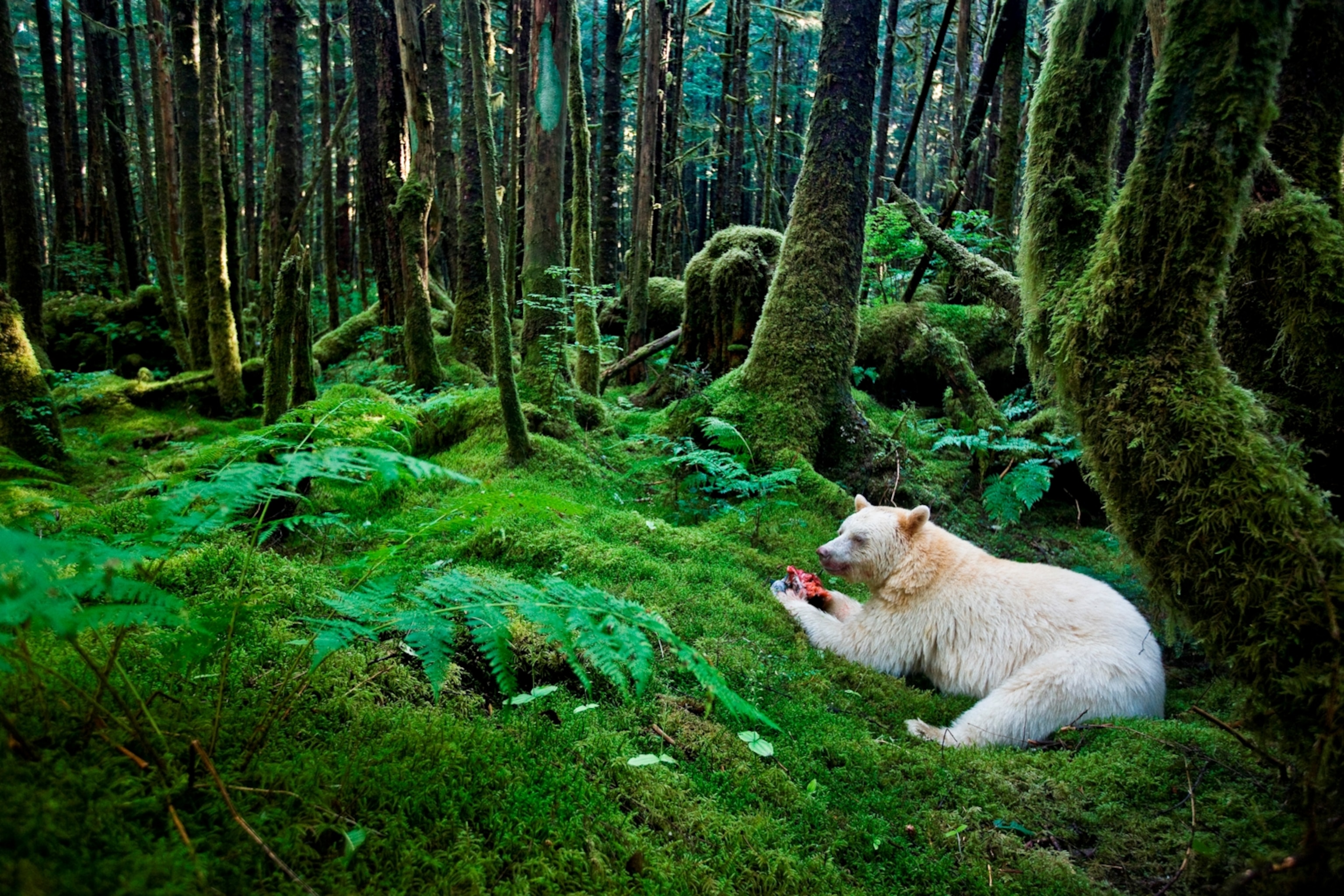 Kermode albino bear