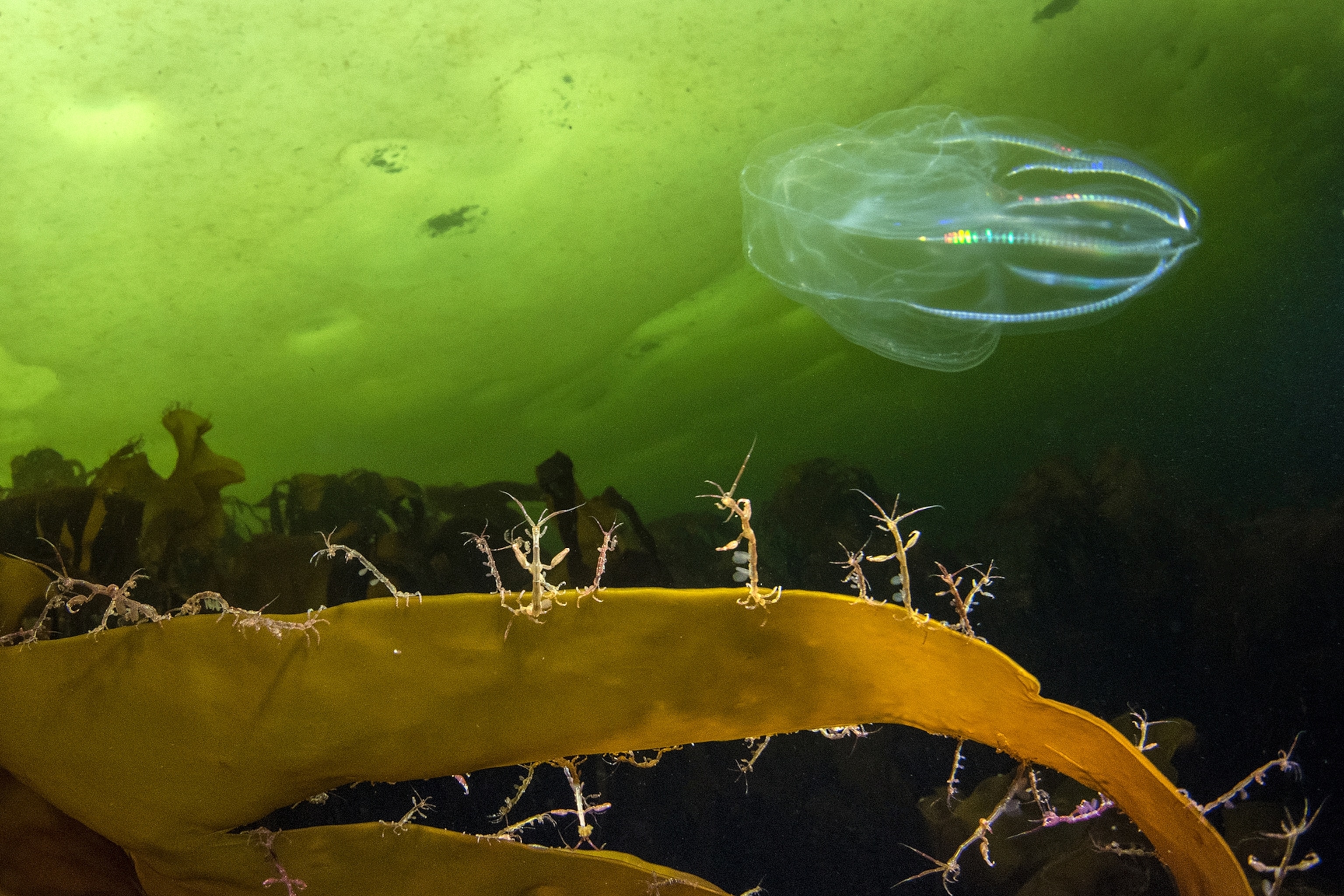 skeleton shrimp and an Mnemiopsis ctenophore jellyfish