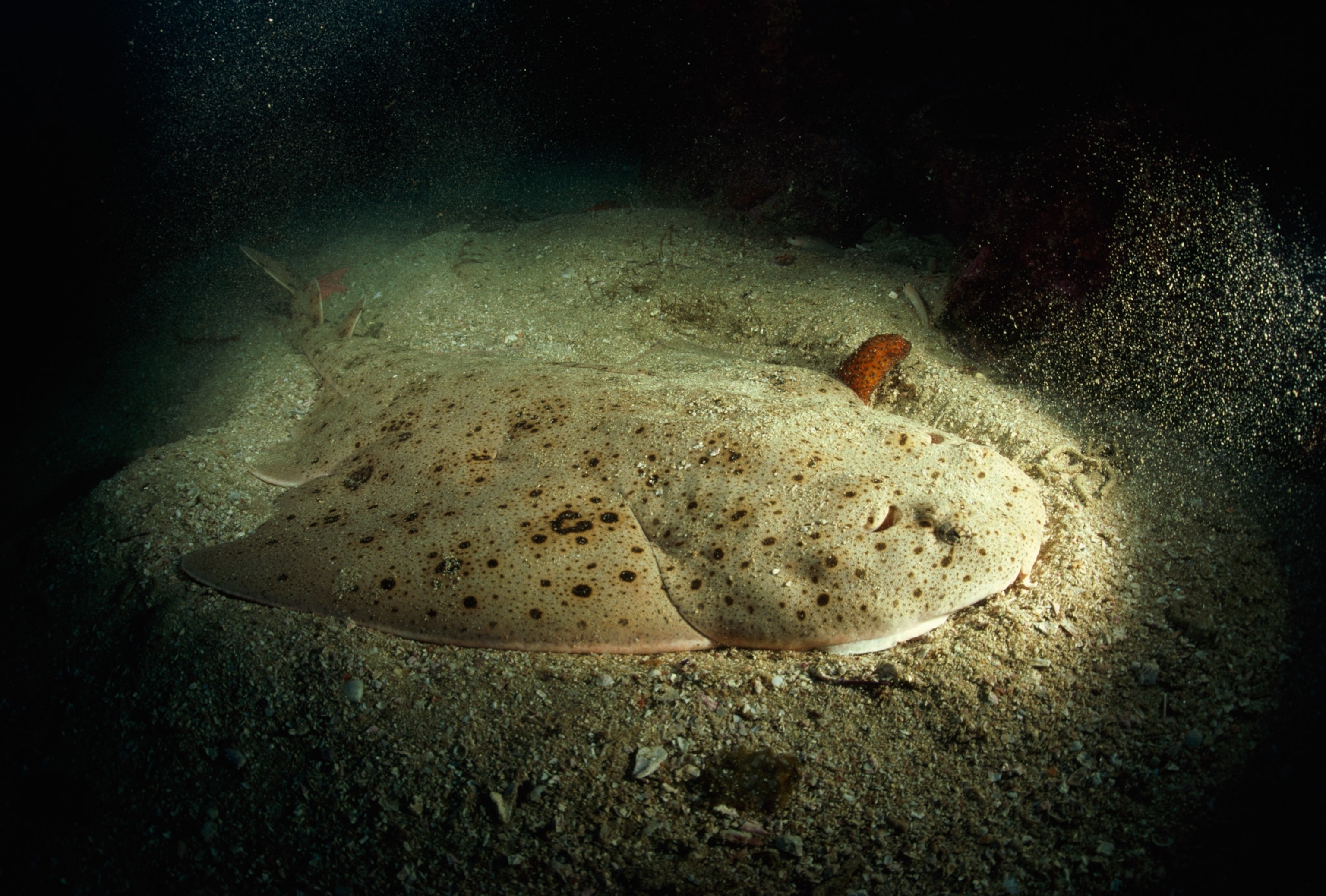 Pacific angel shark