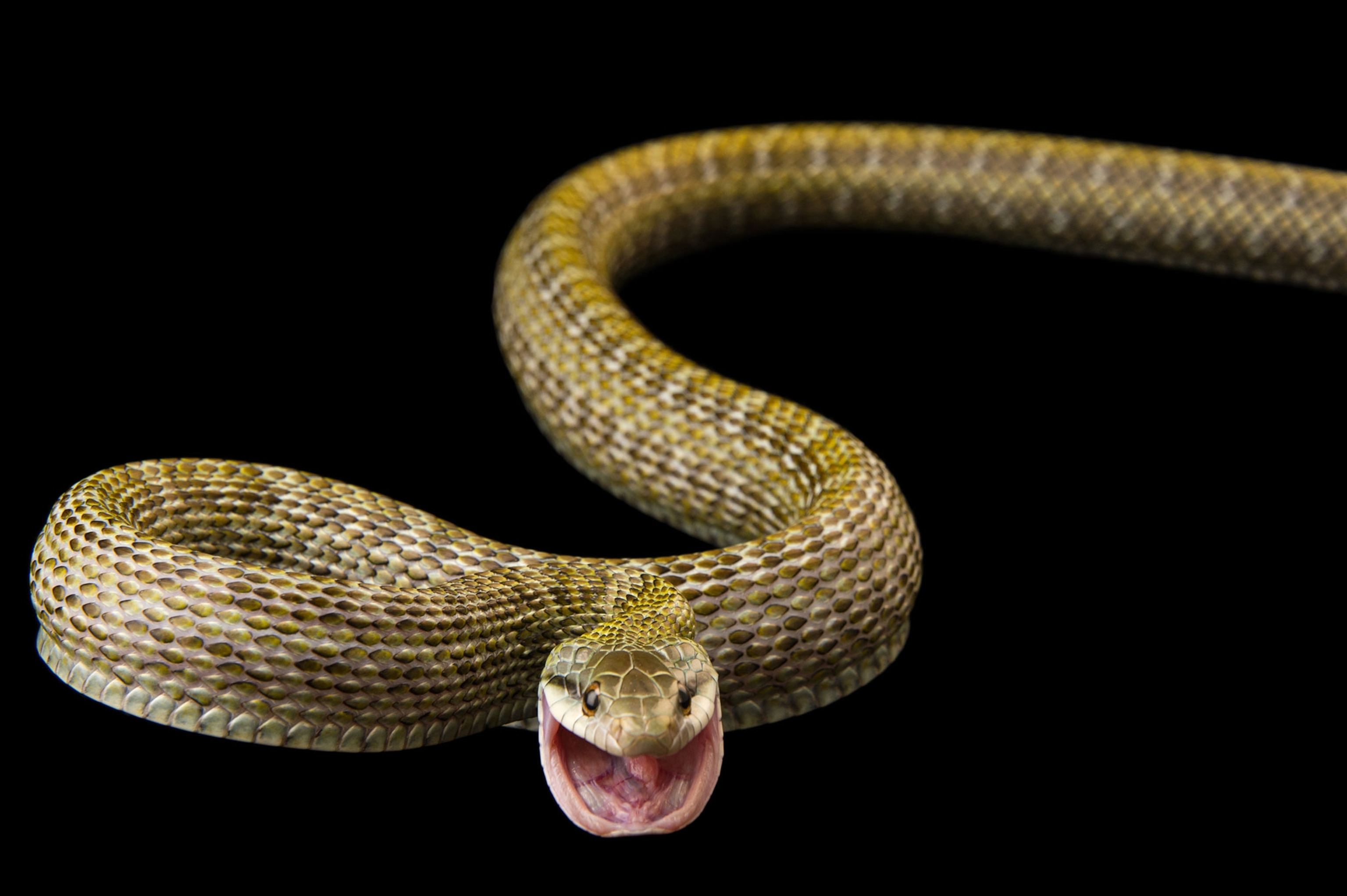 snake