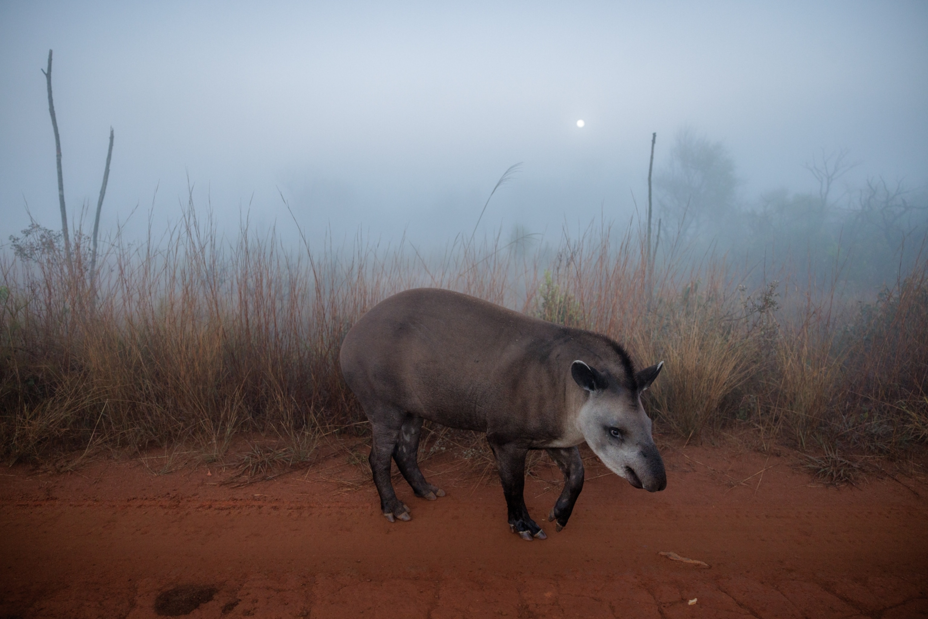A tapir walking across red dirt on a hazy morning