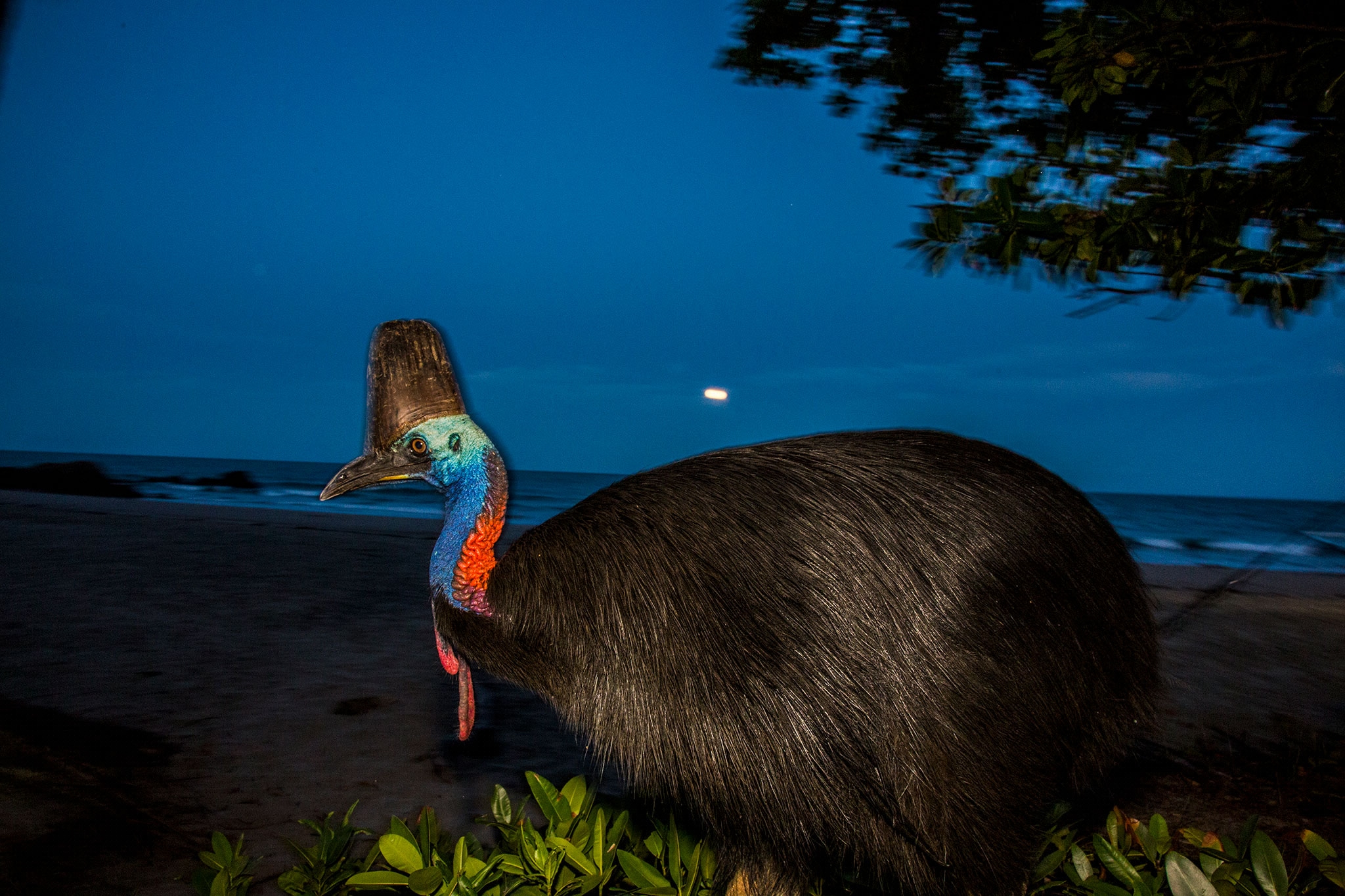 a cassowary