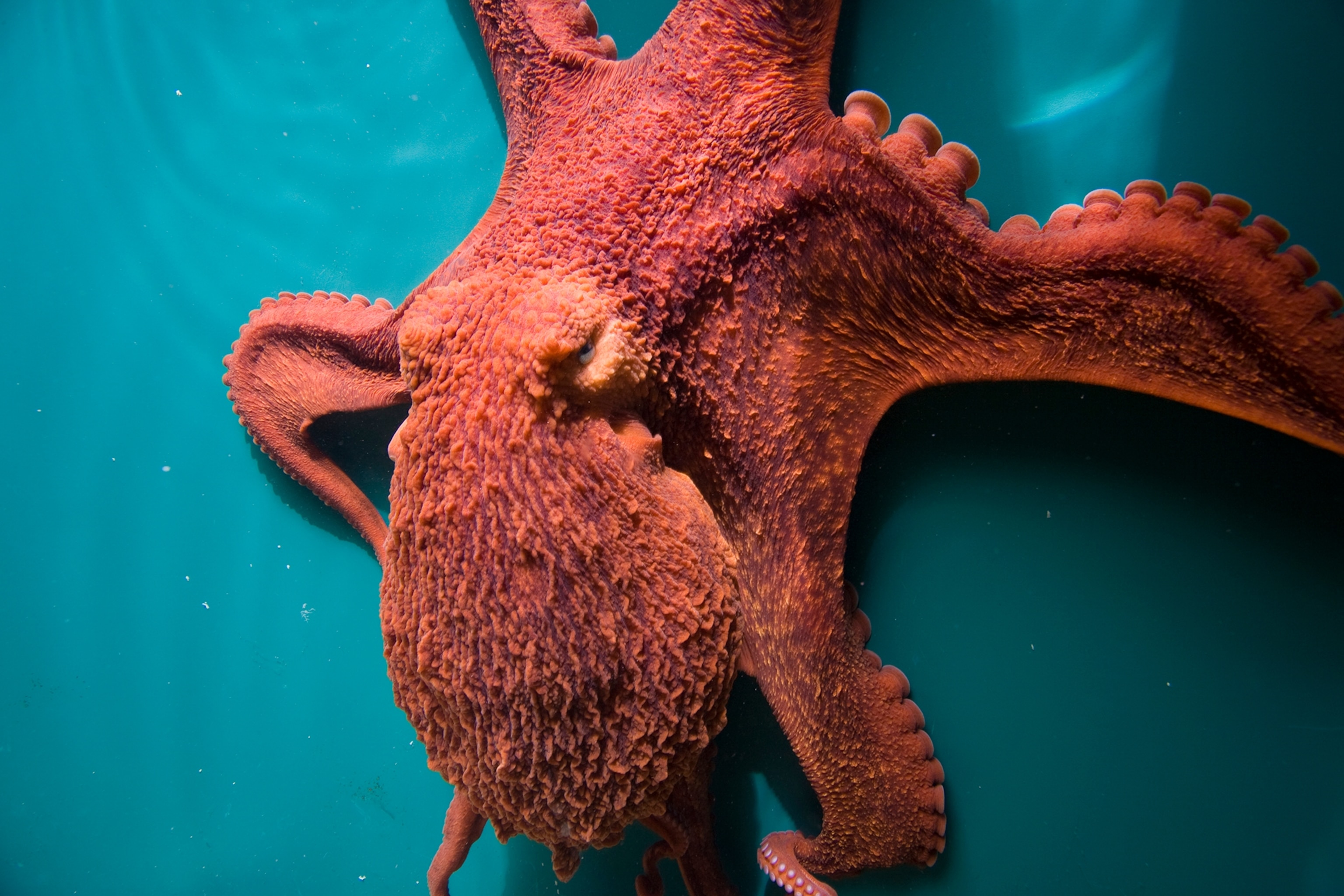 A giant Pacific octopus.