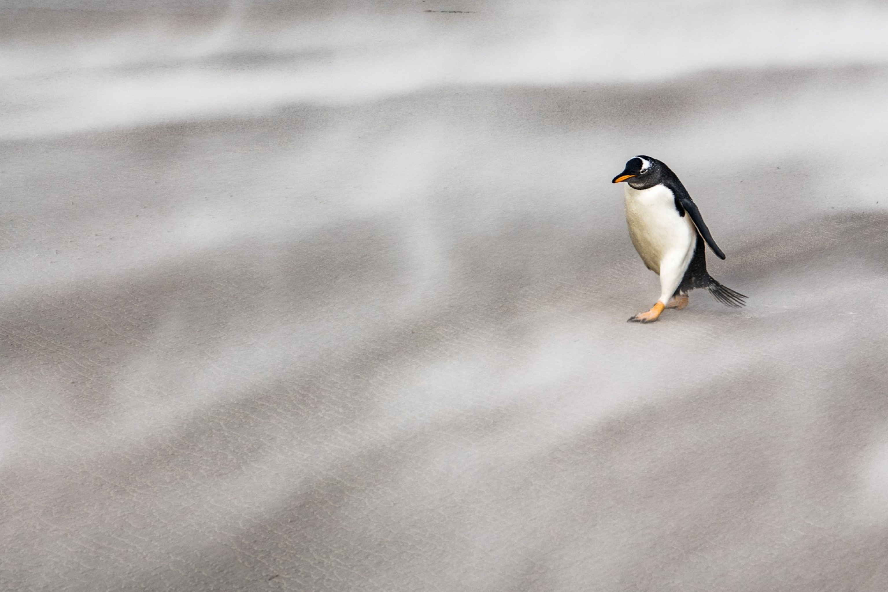 penguin