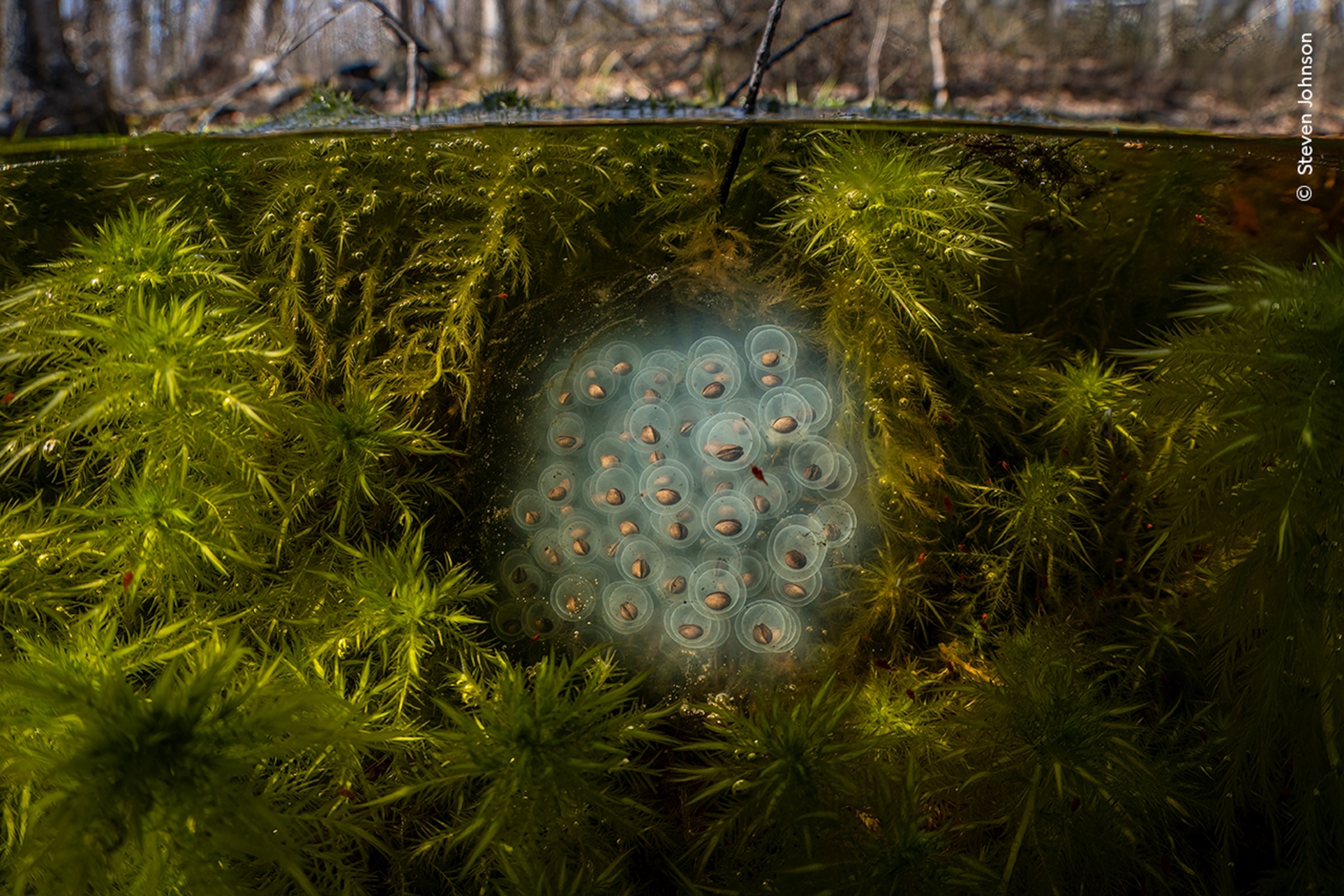 An underwater view of a clump of spotted salamander eggs resting on a bed of sphagnum moss in a vernal pool.