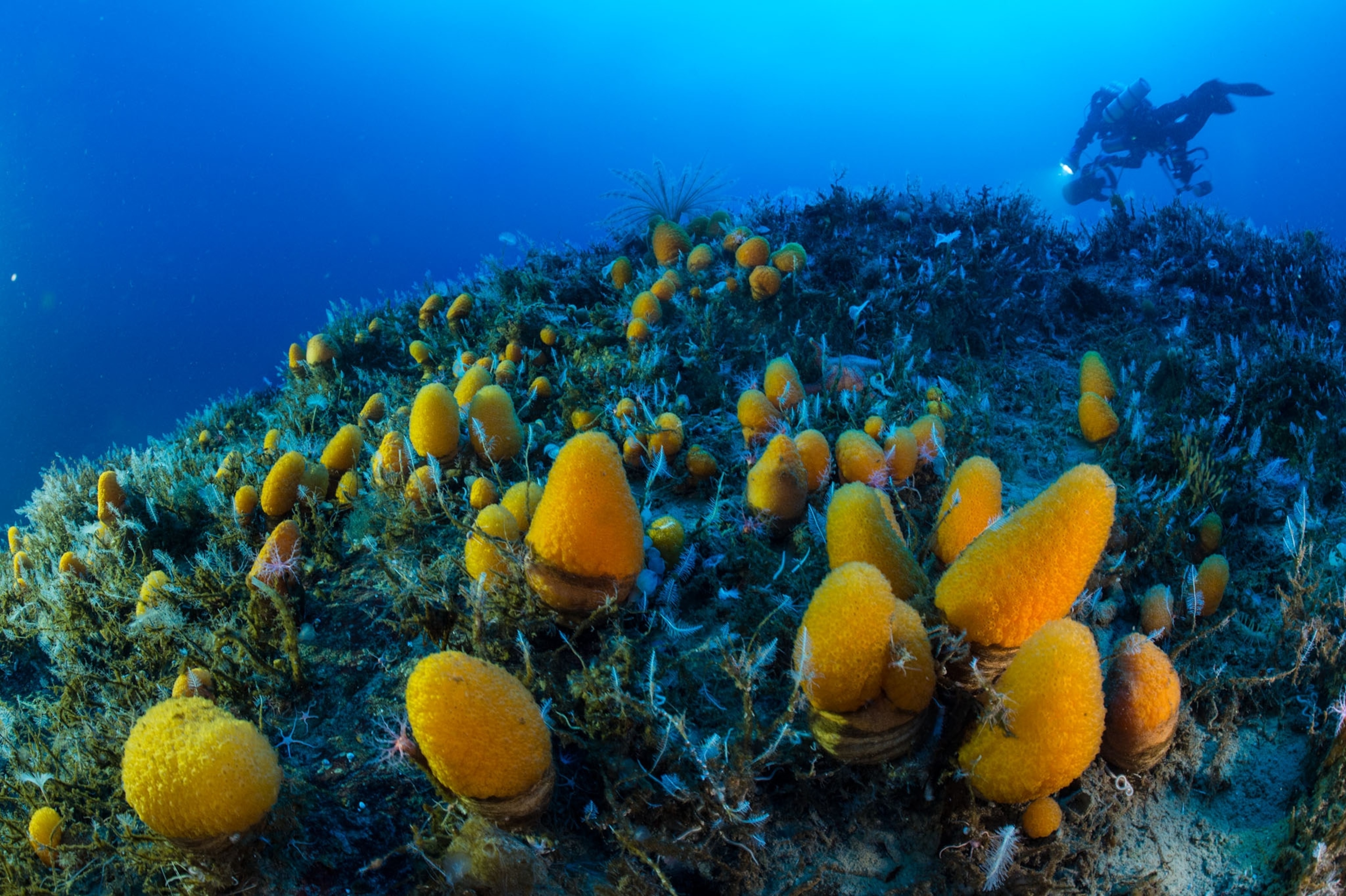 yellow sponge-like plants in a blue sea with a diver in the background