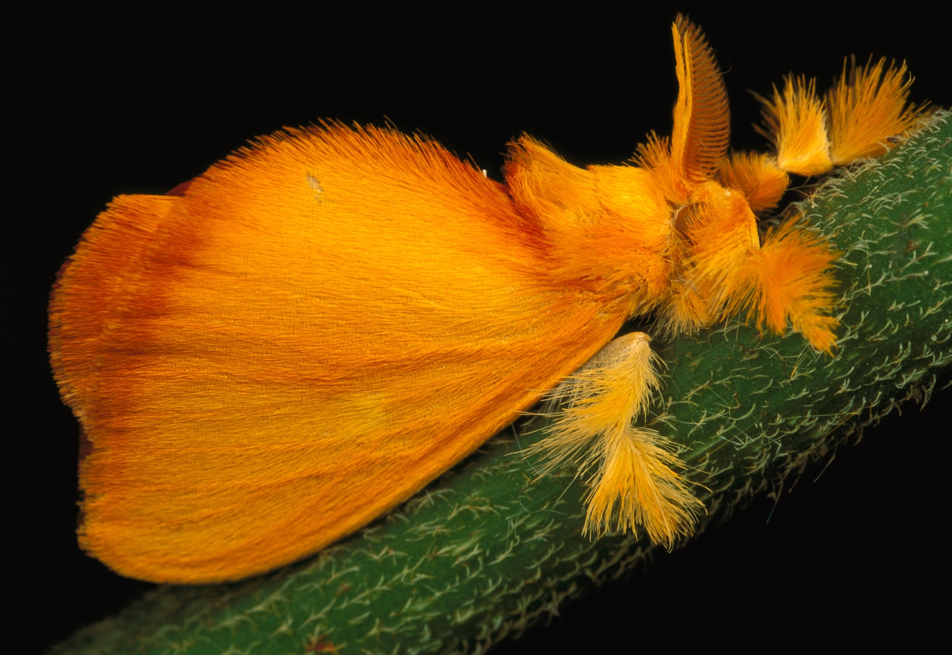 an orange moth