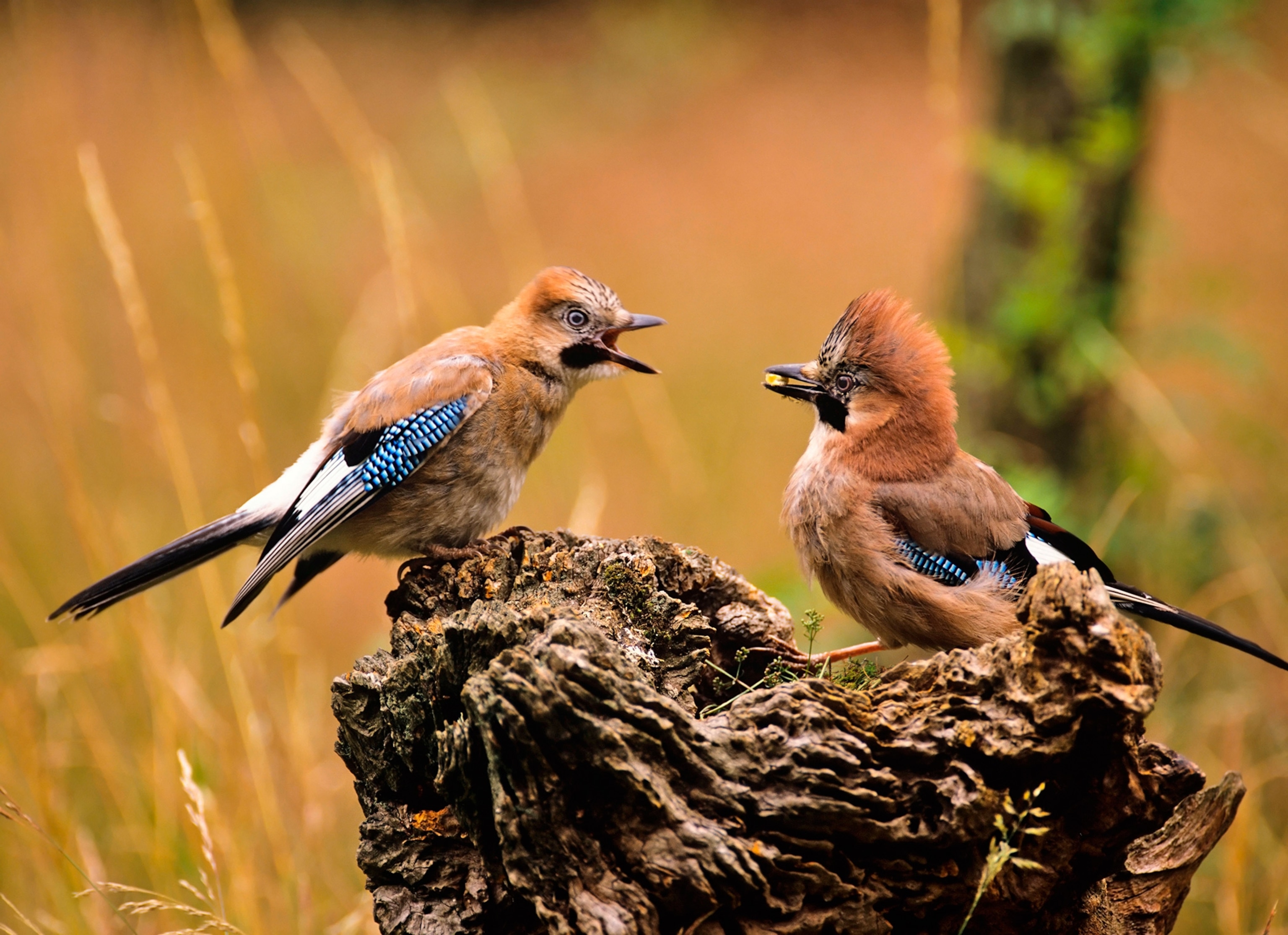 two Eurasian jays
