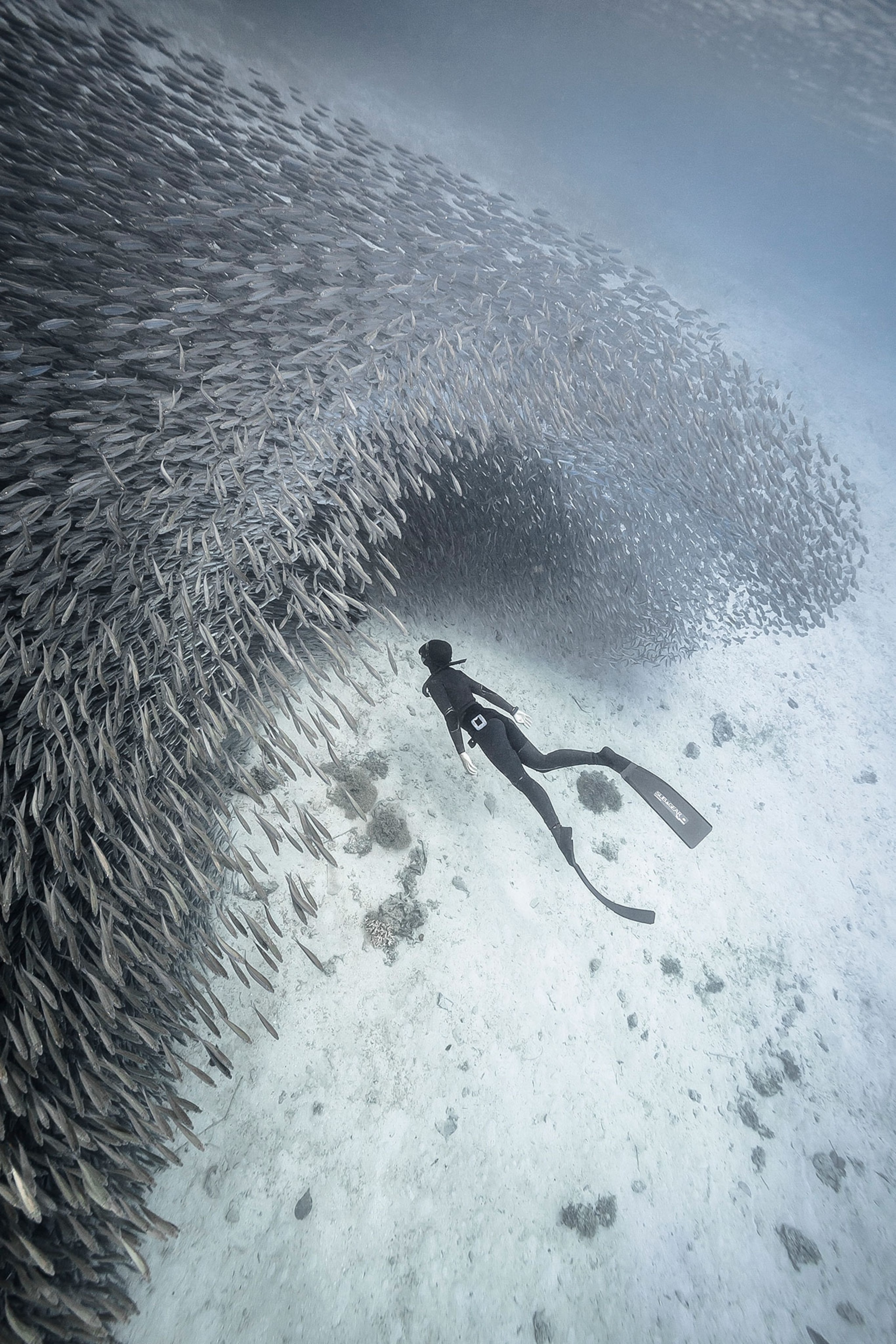 free diver near a mass of silverfish