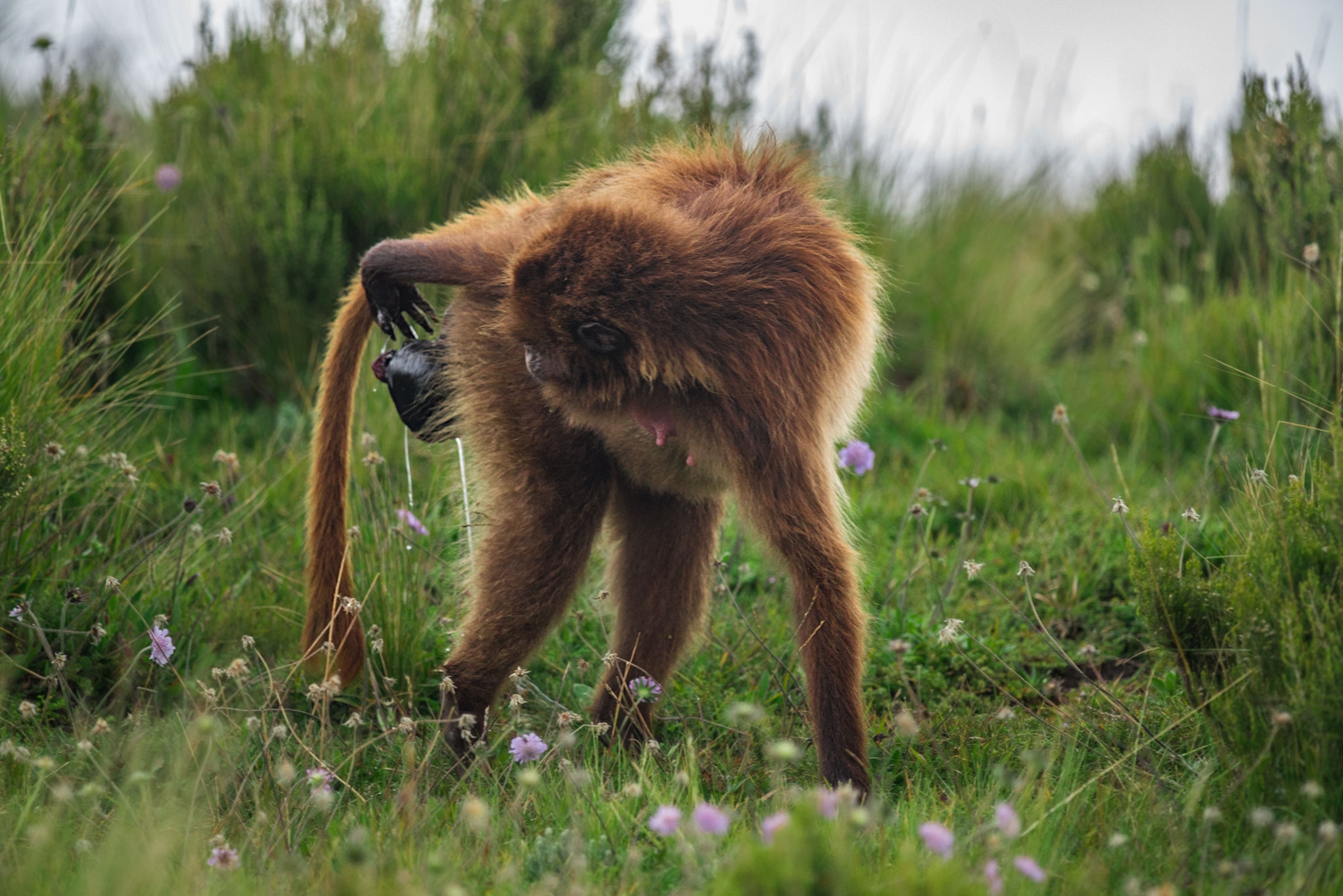 a gelada baboon giving birth