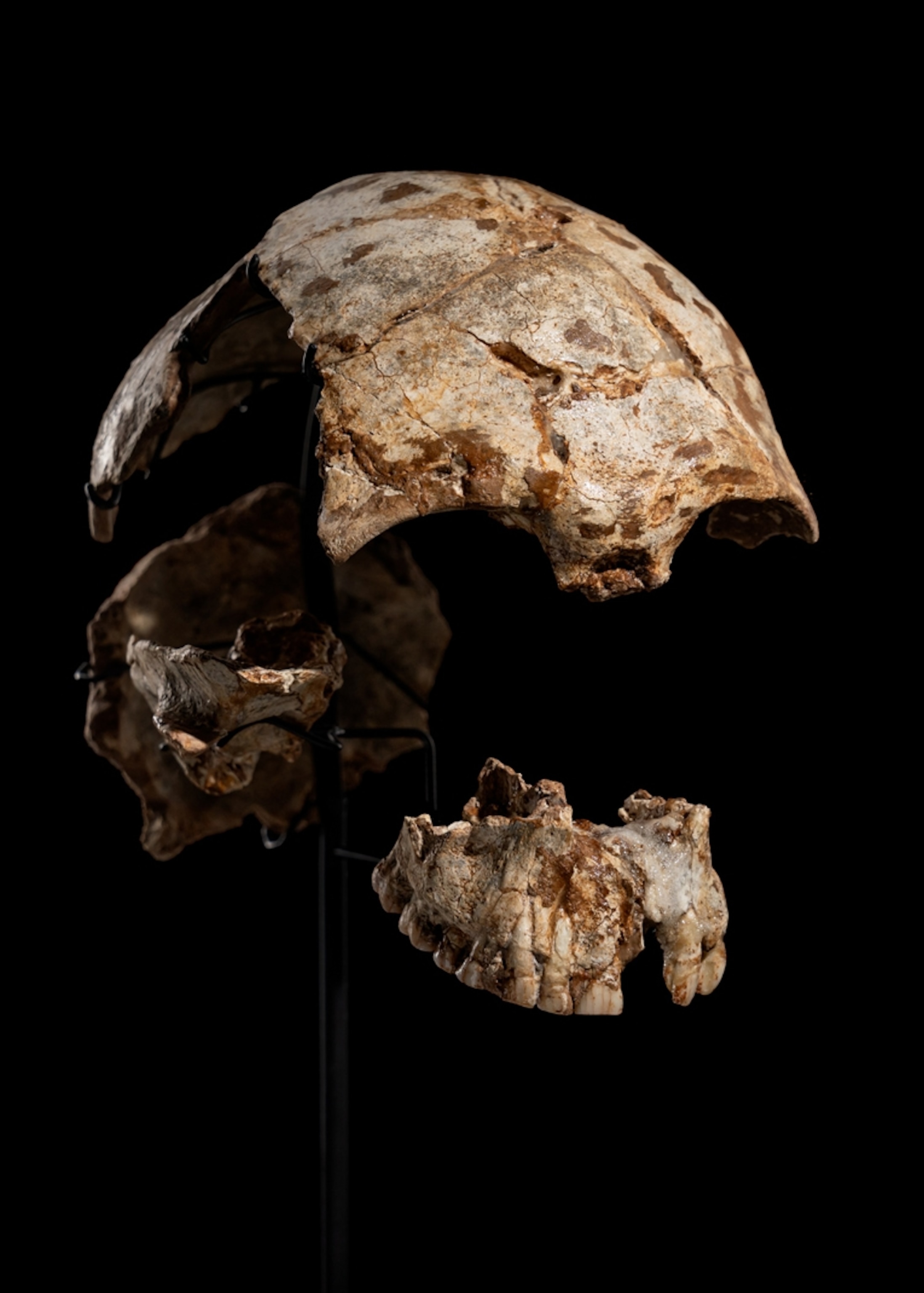 A skull