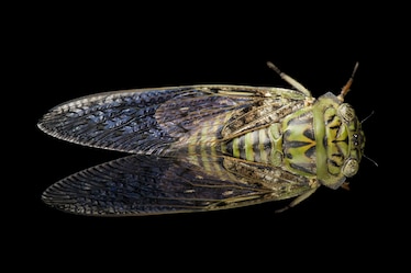 a cicada