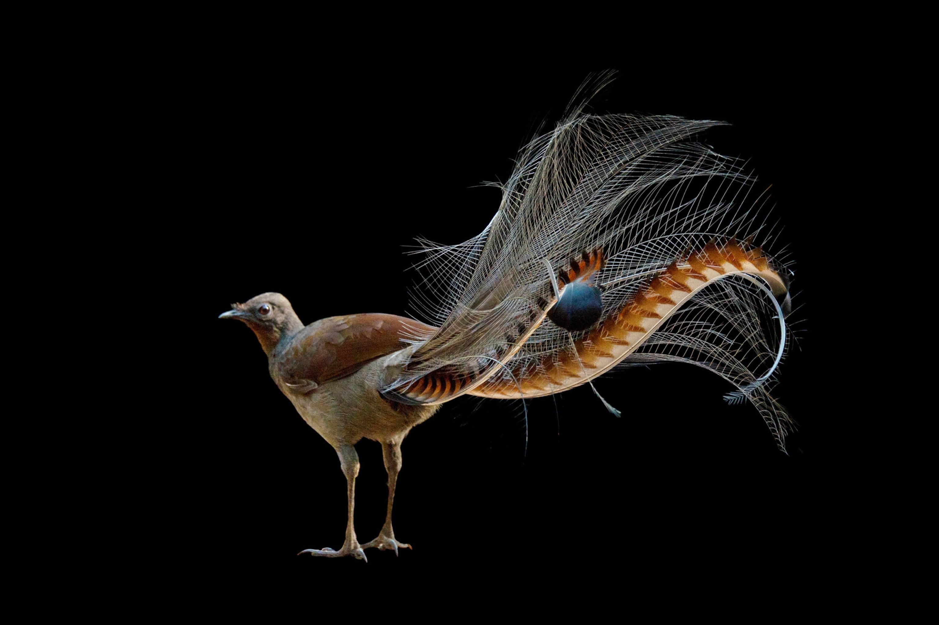 a bird with long tail.