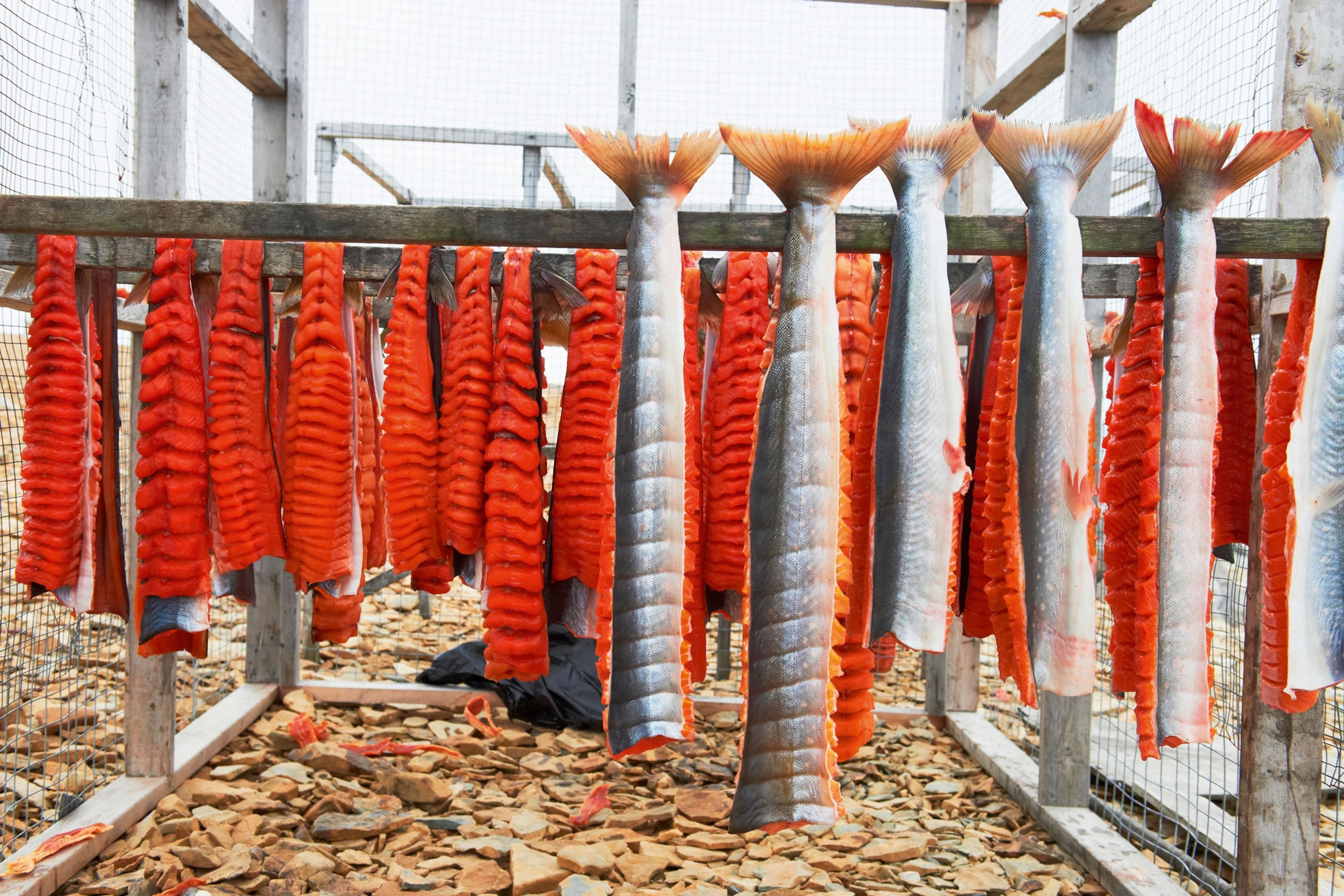 Raw arctic char hanging from tails