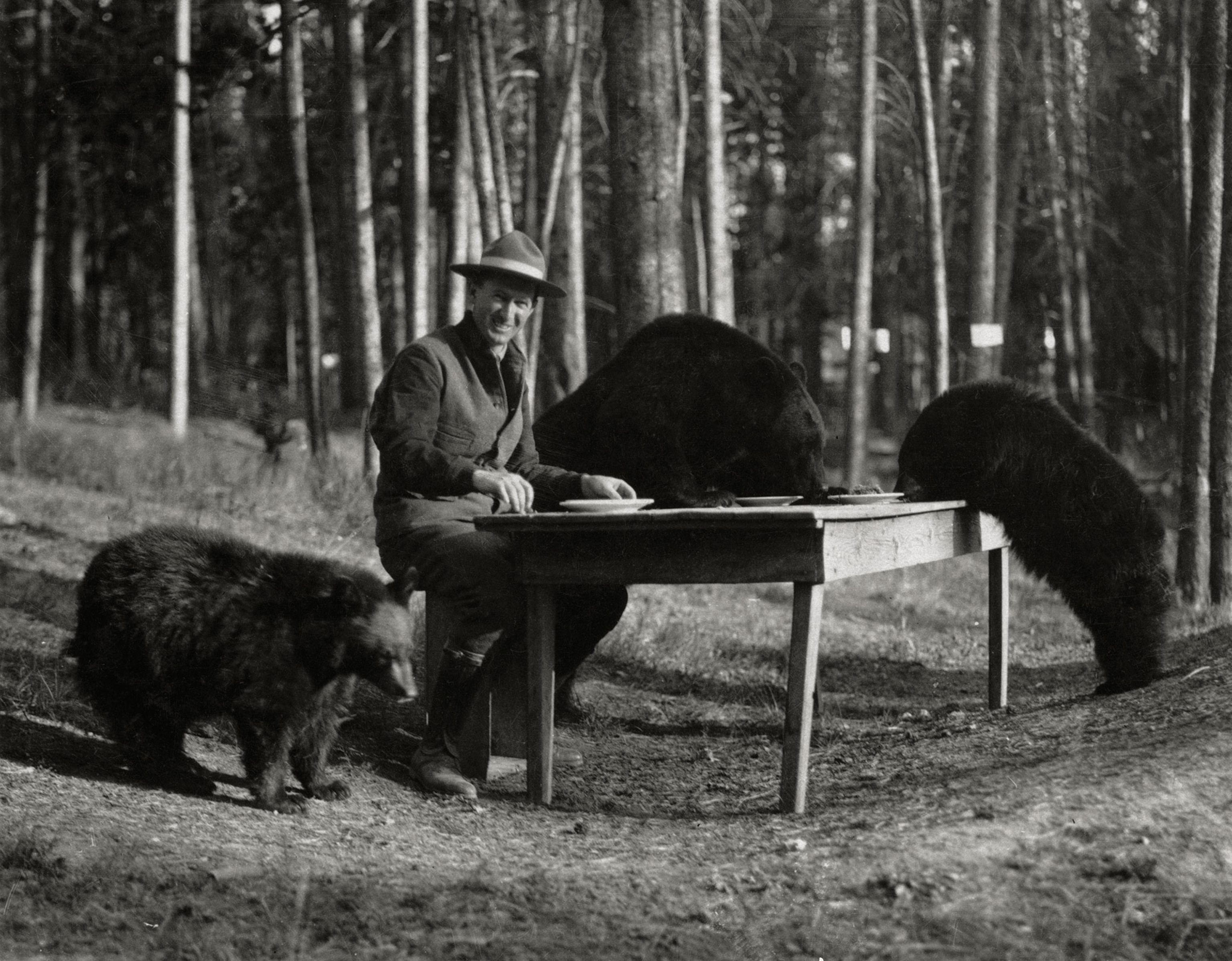 superintendent Albright of Yellowstone Park sits with three bears.